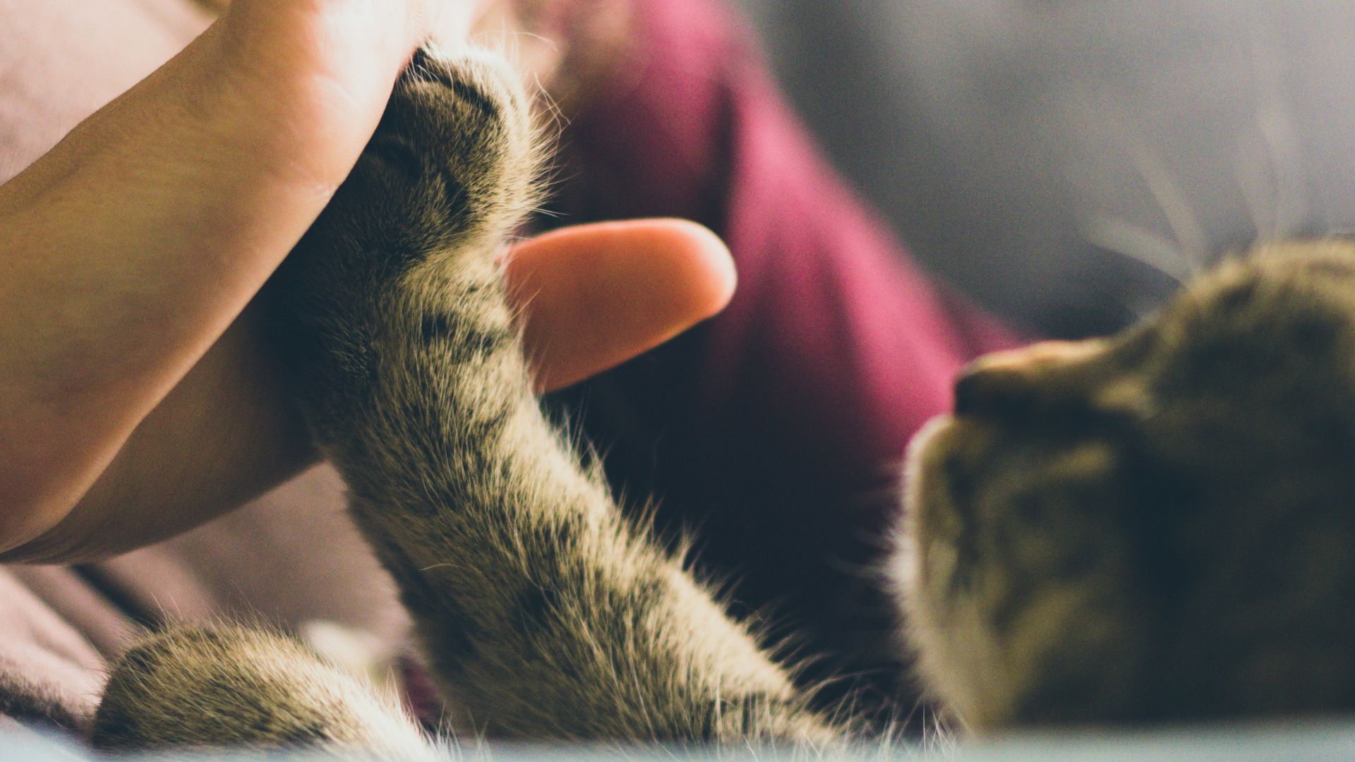tabby cat touching person's palm