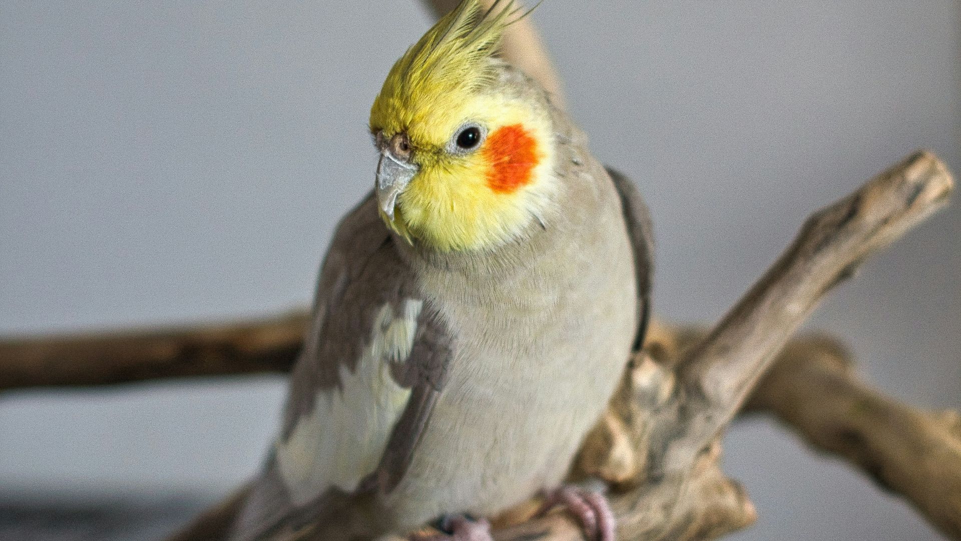 white yellow and gray bird on brown tree branch