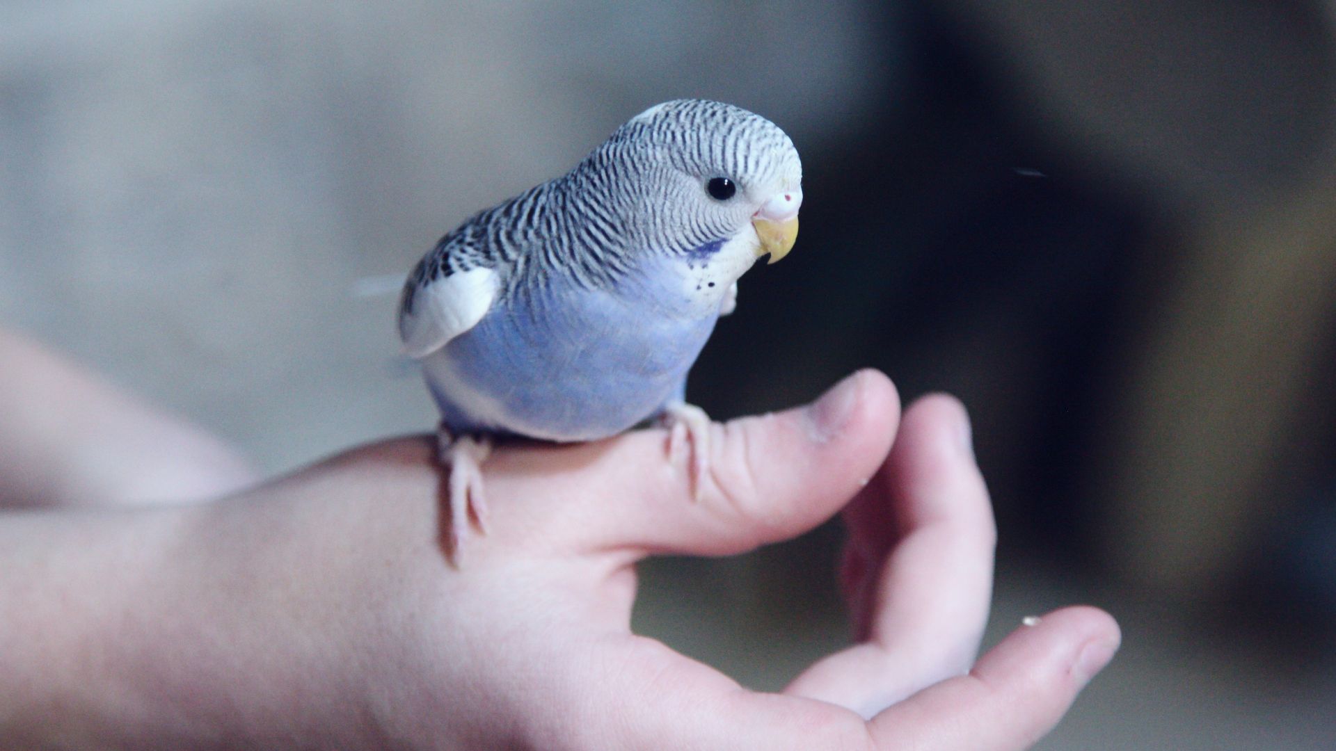blue parakeet on hand