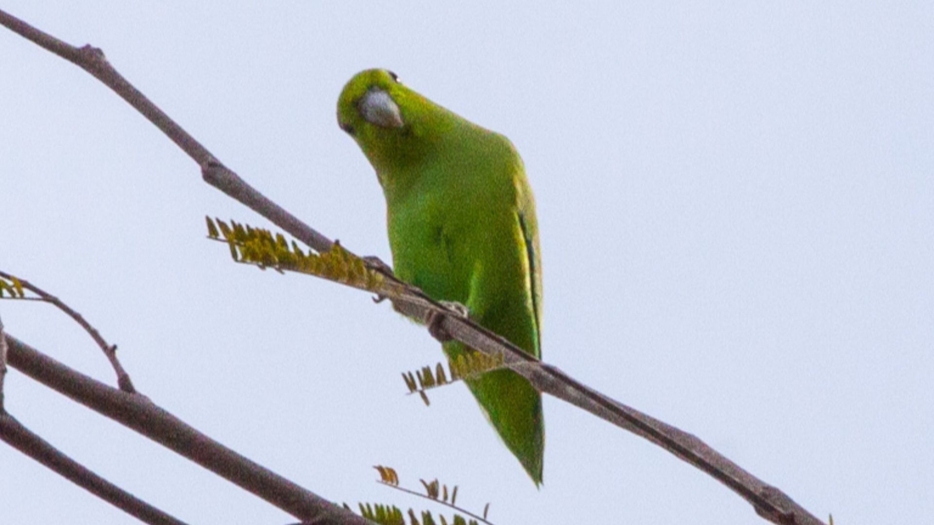 File:Mexican Parrotlet (Forpus cyanopygius) (8079380755).jpg