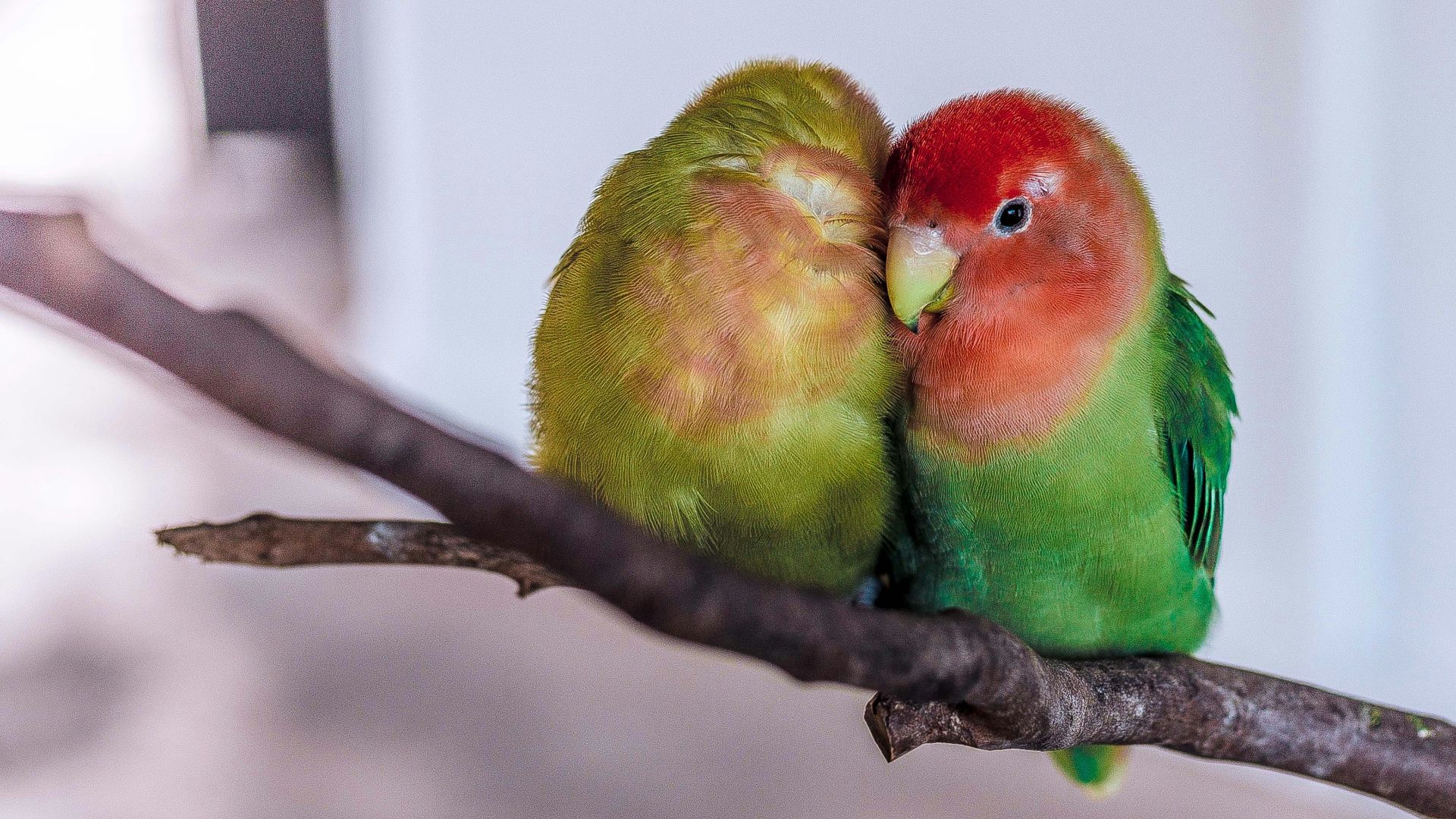 two green-and-red birds