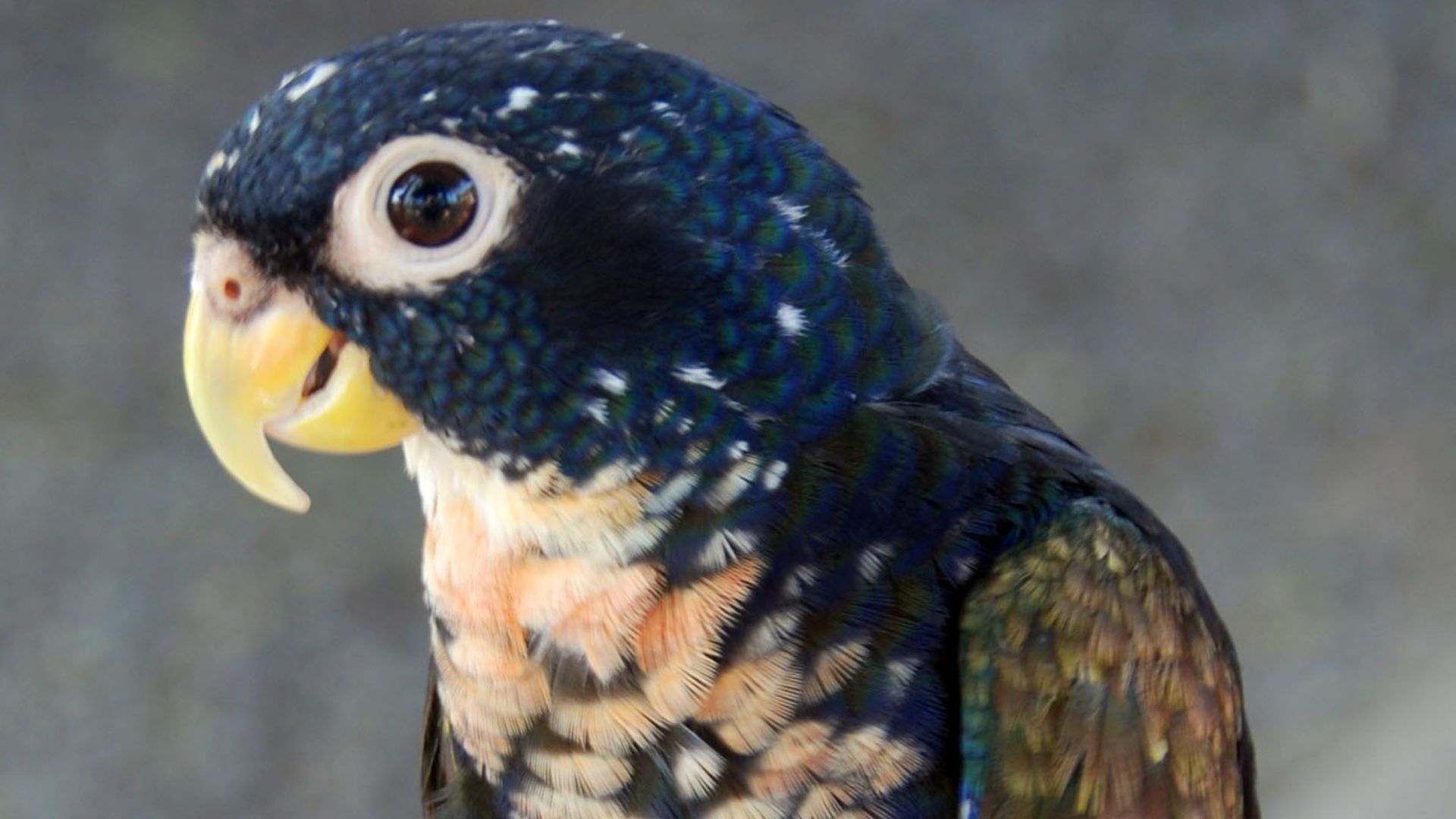 File:Bronze-winged Parrot (Pionus chalcopterus).jpg