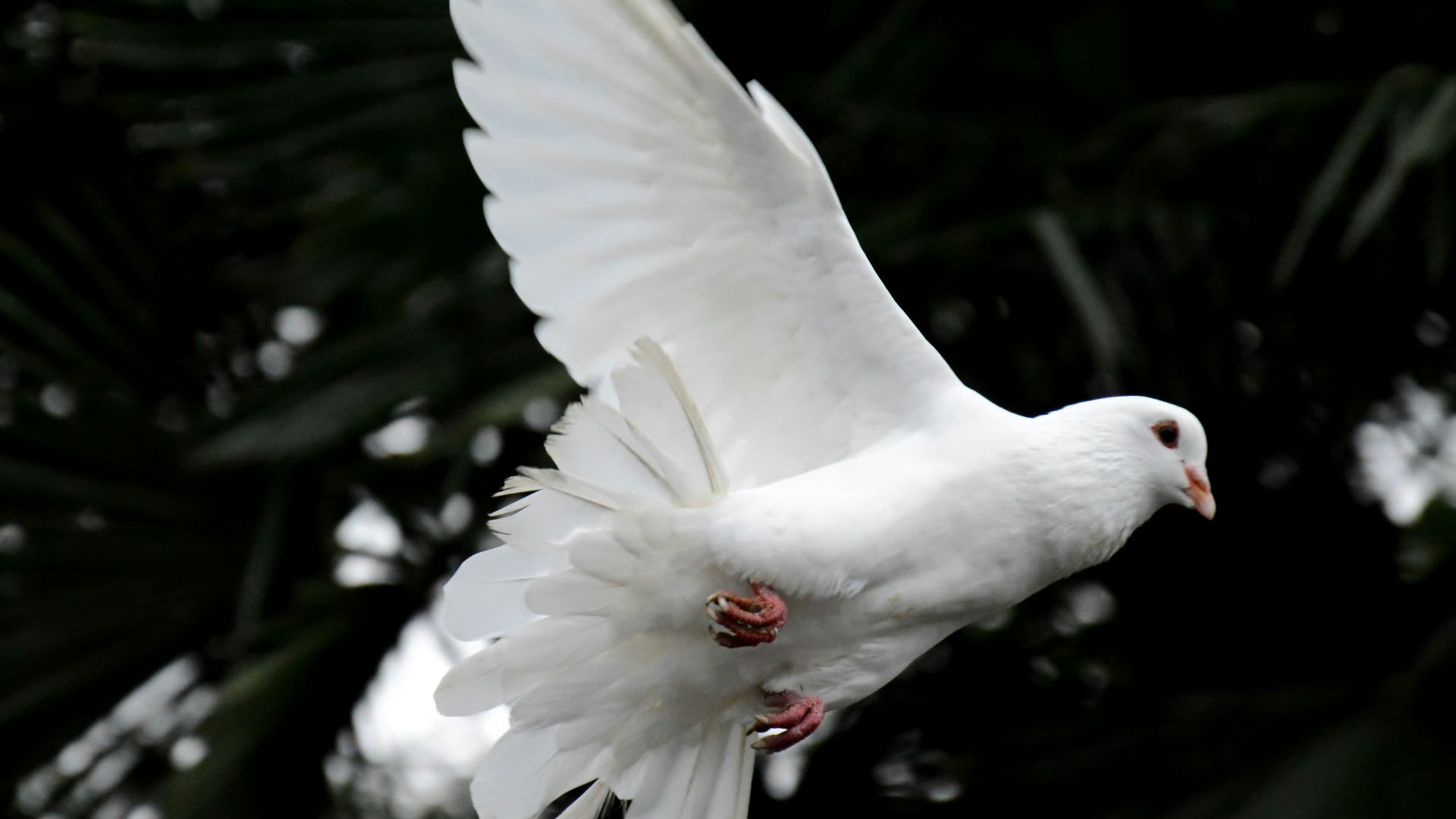 two white doves flying