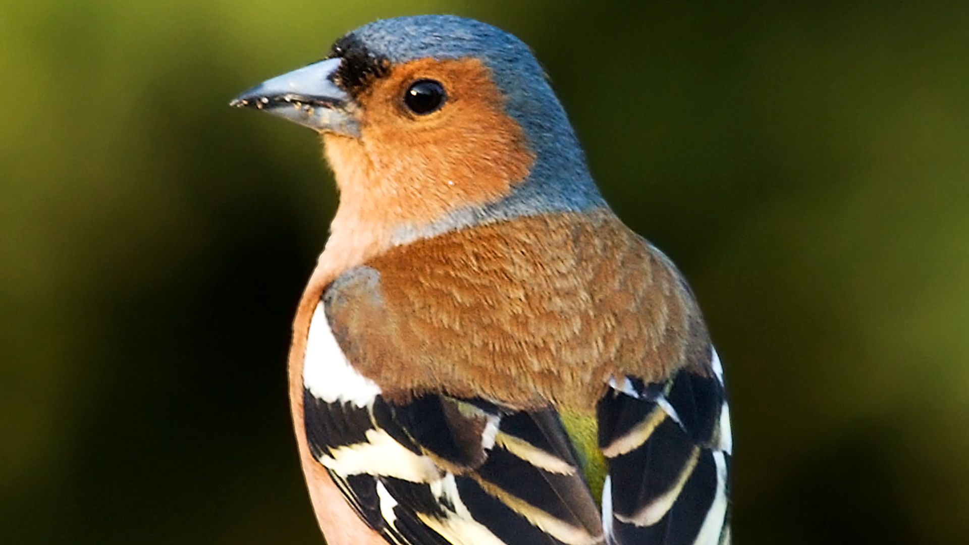 File:Fringilla coelebs chaffinch male edit2.jpg