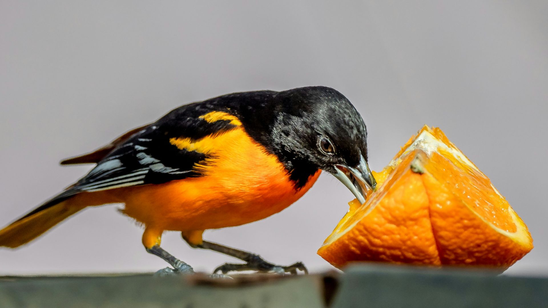 black yellow and white bird perched on brown wooden surface