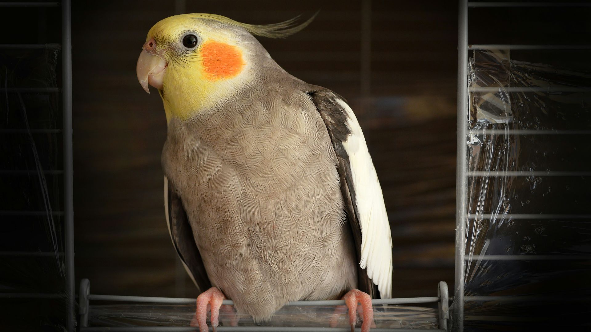 cockatiel on wire bird cage