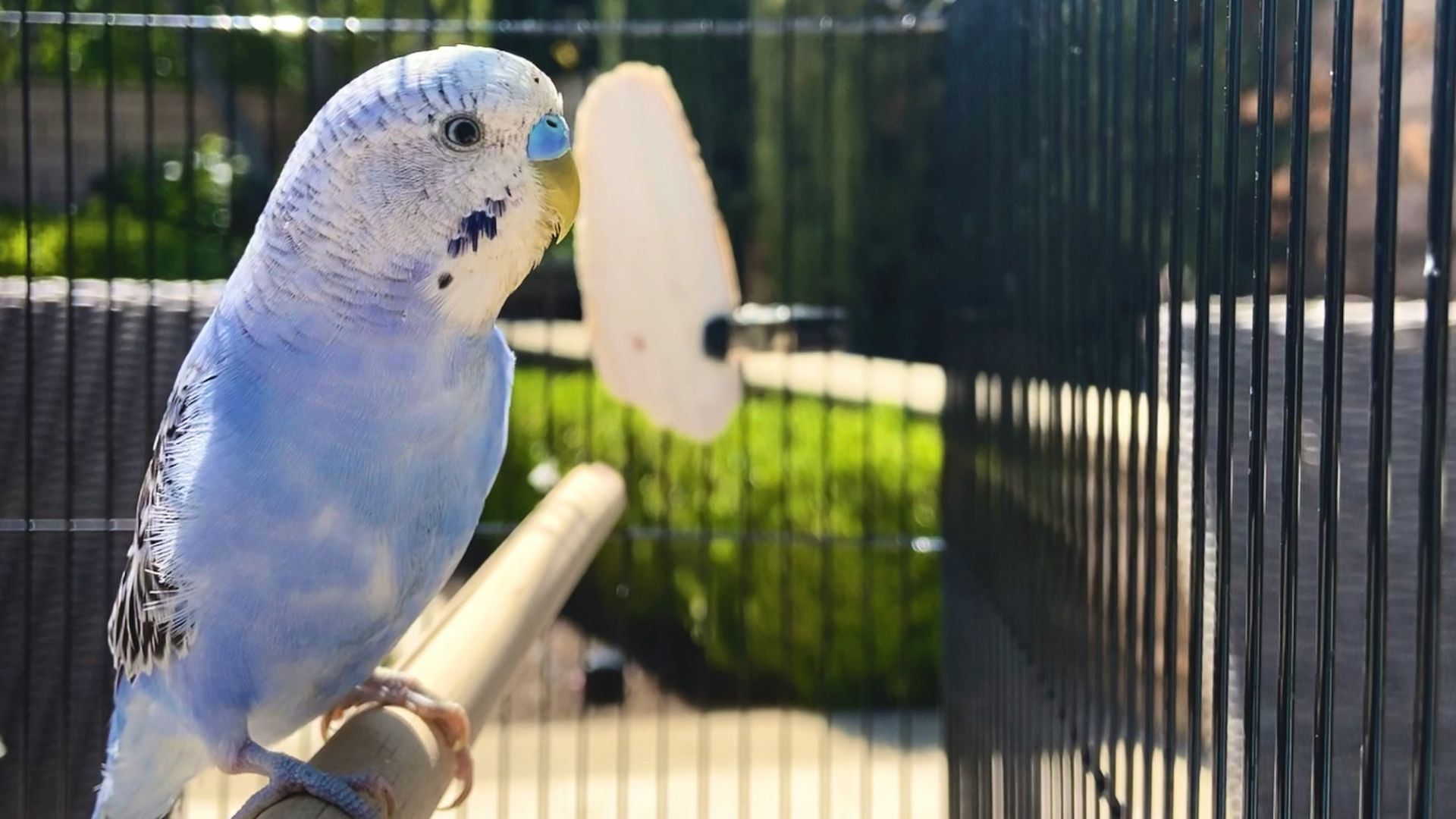 white and yellow bird on brown wooden stick