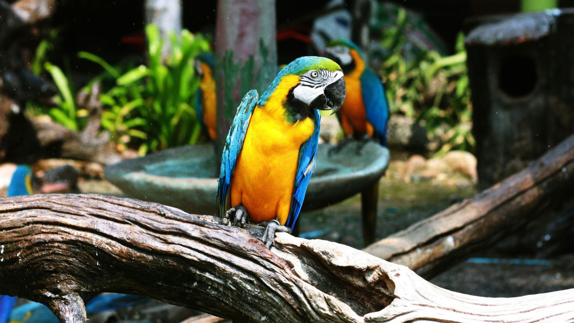 blue and yellow macaw perching on wood