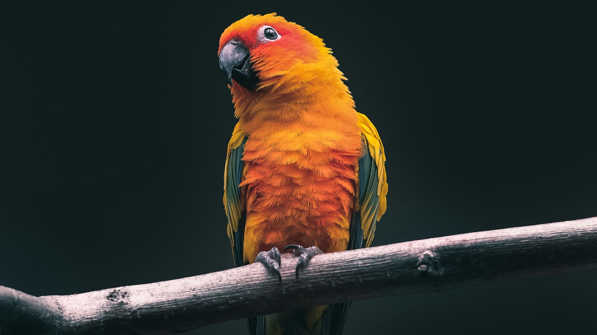 orange parrot