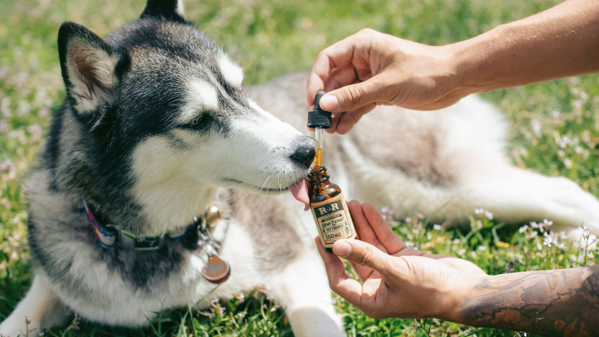 man giving medicine to a Siberian husky