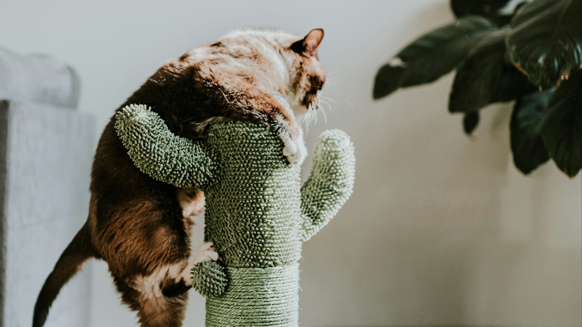 brown tabby cat on green cat tree