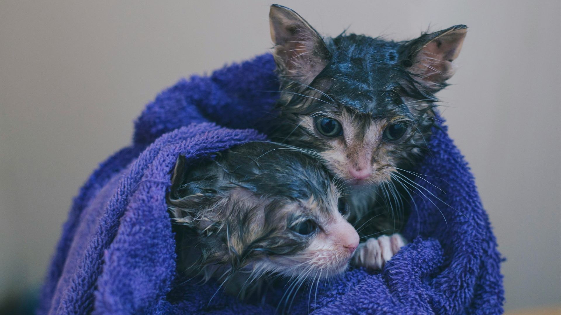 silver tabby kitten on blue textile