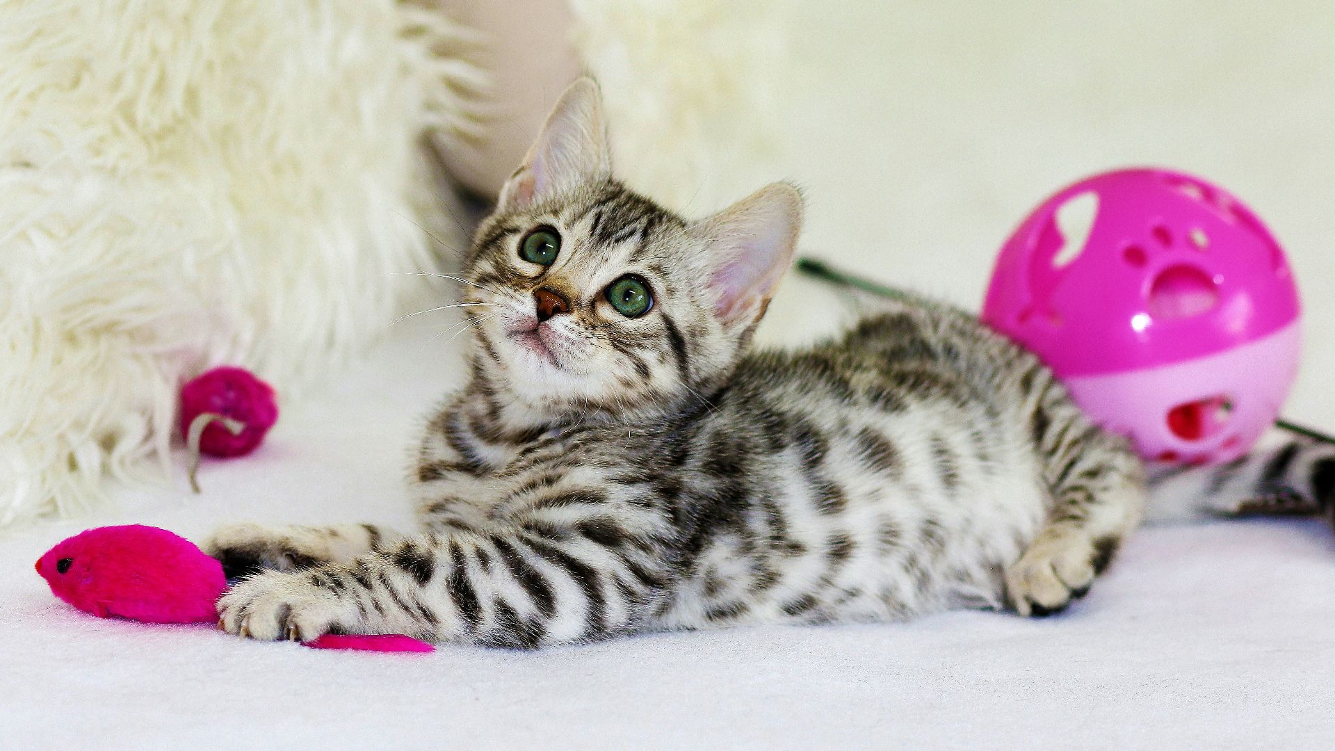 gray kitten sitting on floor