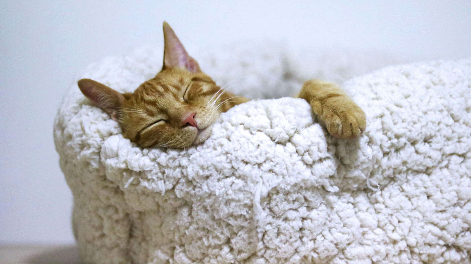 orange tabby cat sleeping on white pet bed