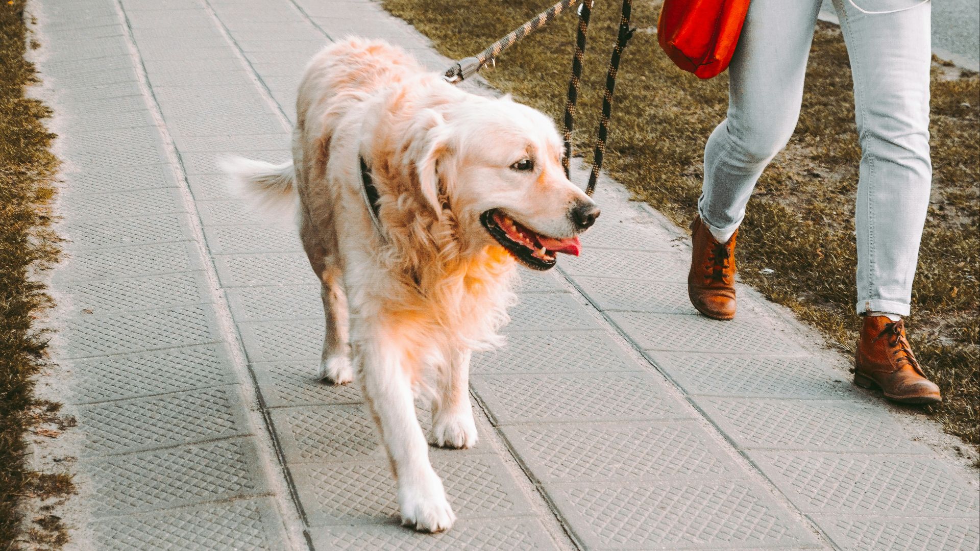 person walking beside Golden retriever on the street