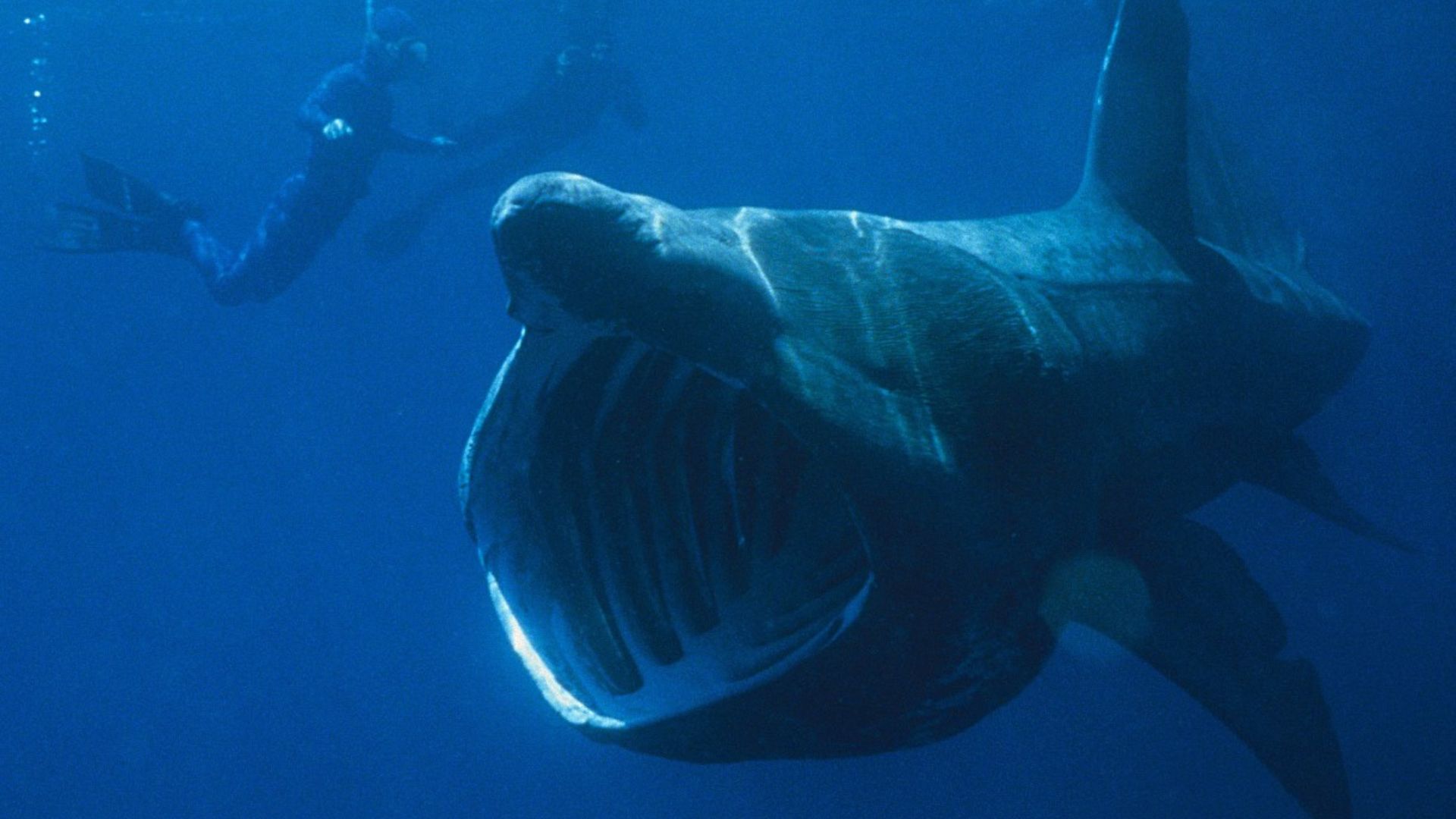 File:Basking Shark.jpg