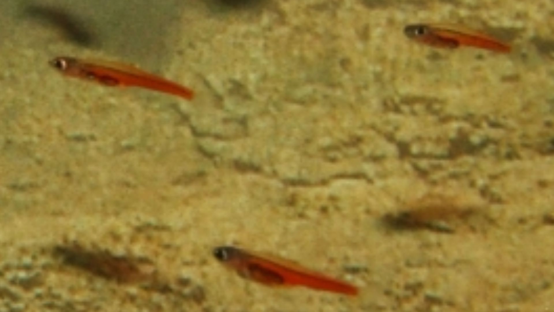 File:Paedocypris progenetica 001.jpg