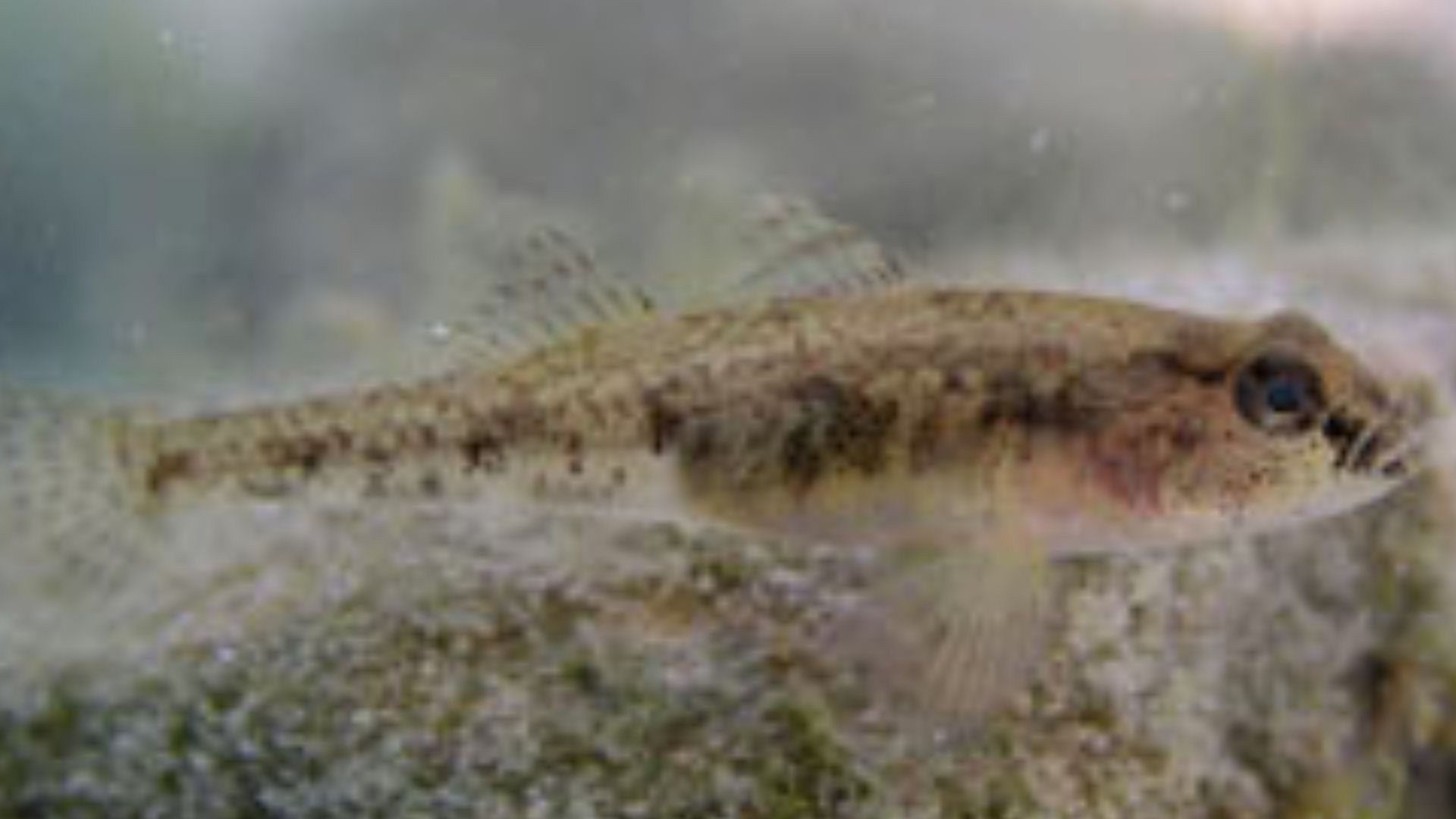 File:Knipowitschia panizzae.jpg