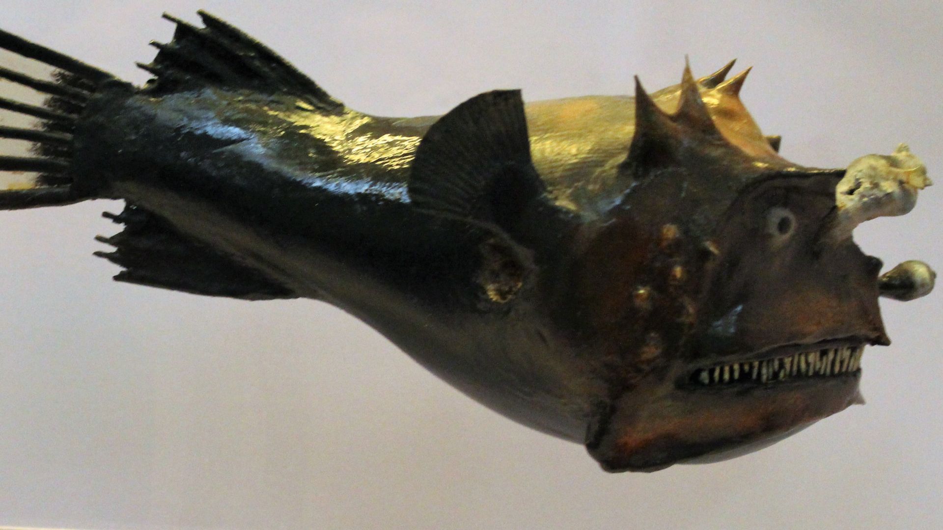 File:Hal - Photocorynus spiniceps female.jpg