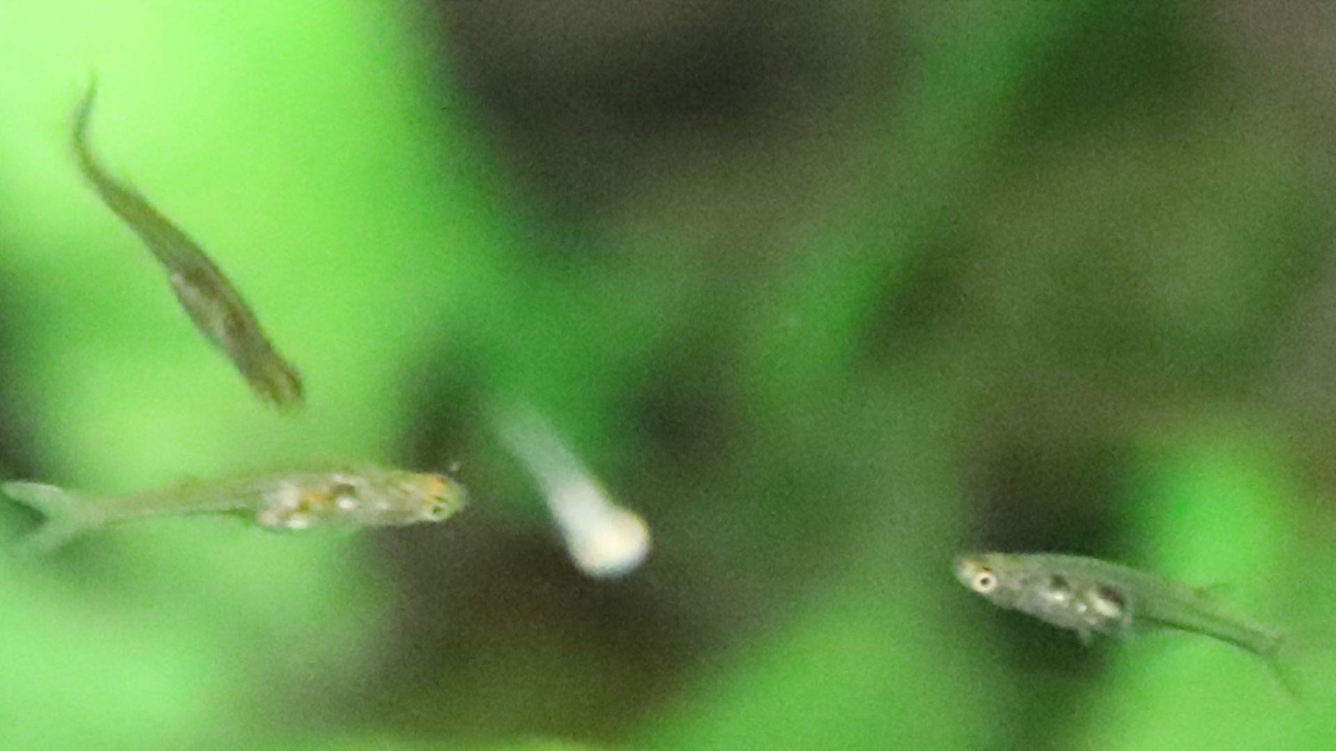 File:Danionella translucida bolton aquarium.JPG