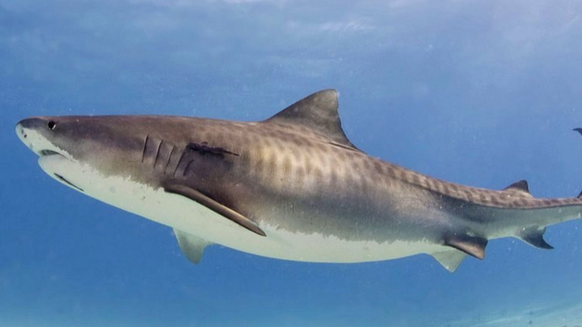 File:Tiger shark(2).jpg