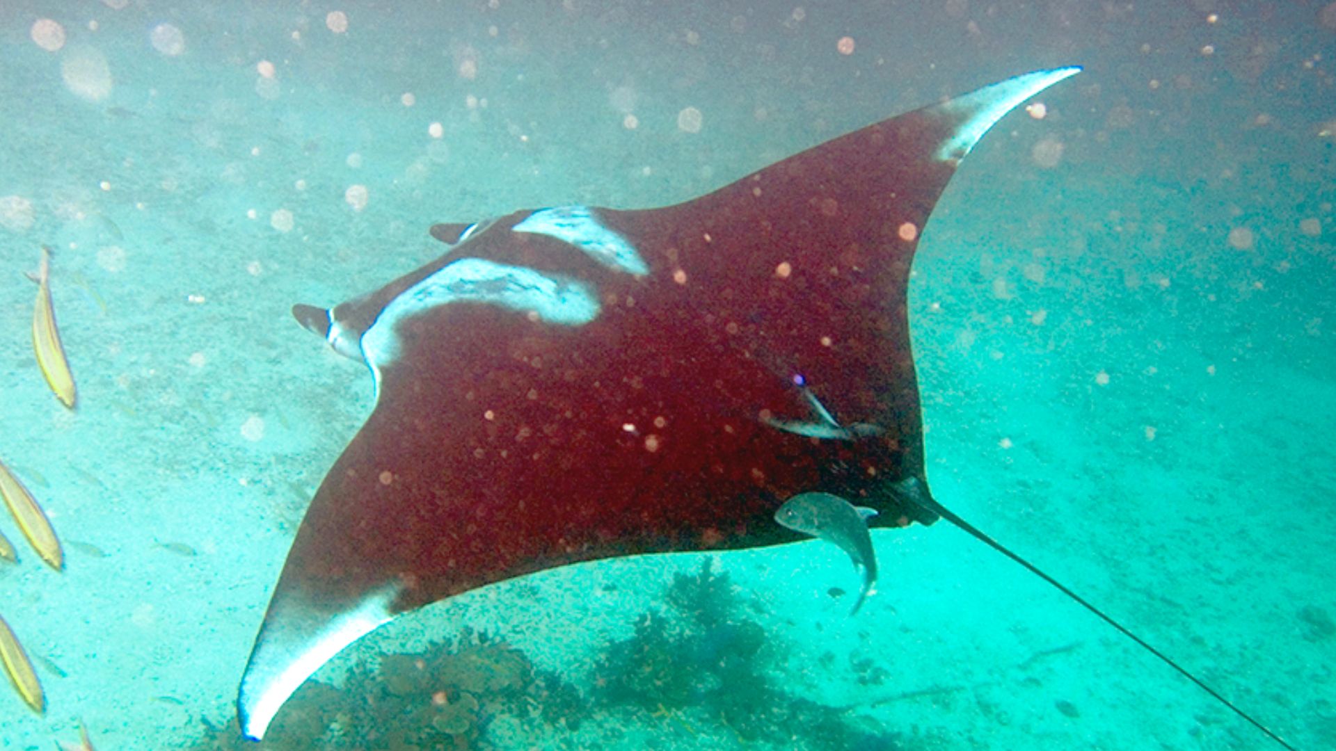File:Manta birostris-Thailand3.jpg