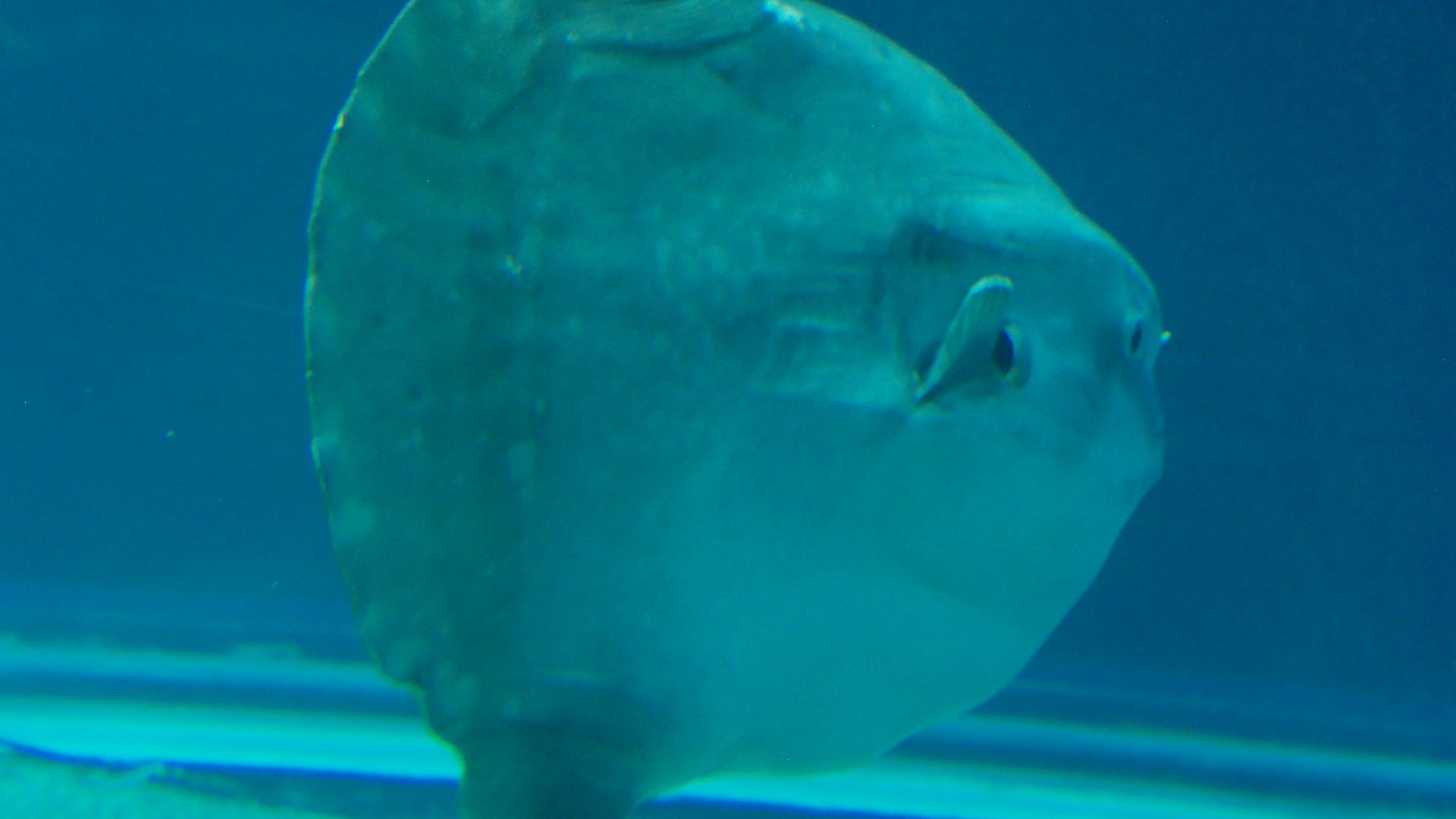 File:Giant sunfish, Mola mola (6453189011).jpg