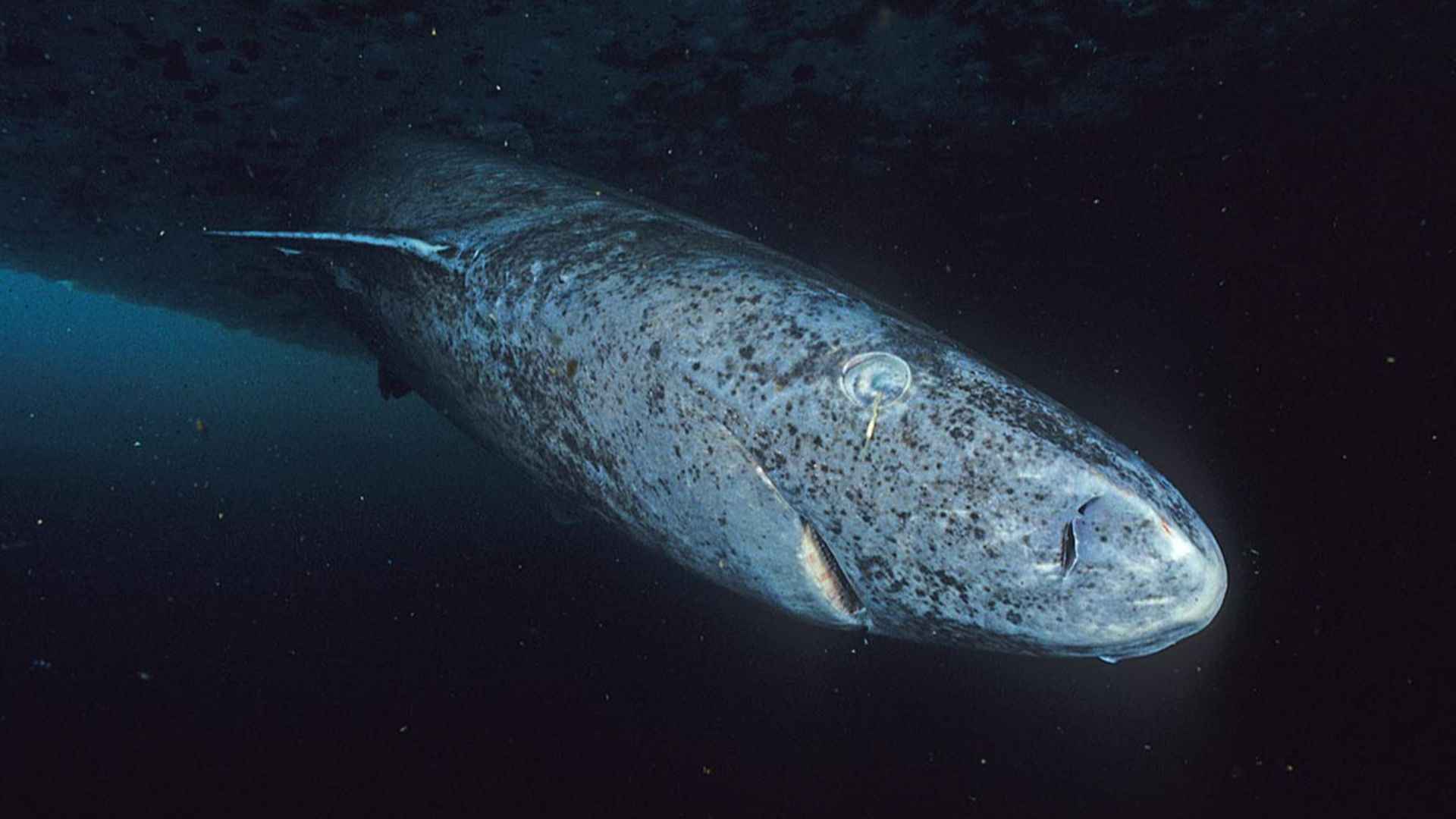 File:Greenland shark profile.jpg