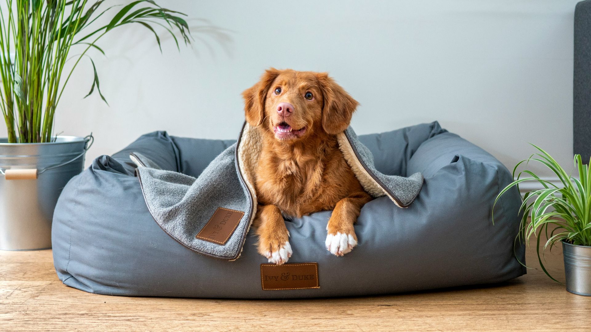 brown short coated dog on gray couch