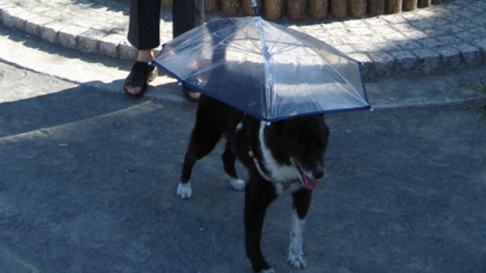 File:Dog Umbrella.jpg