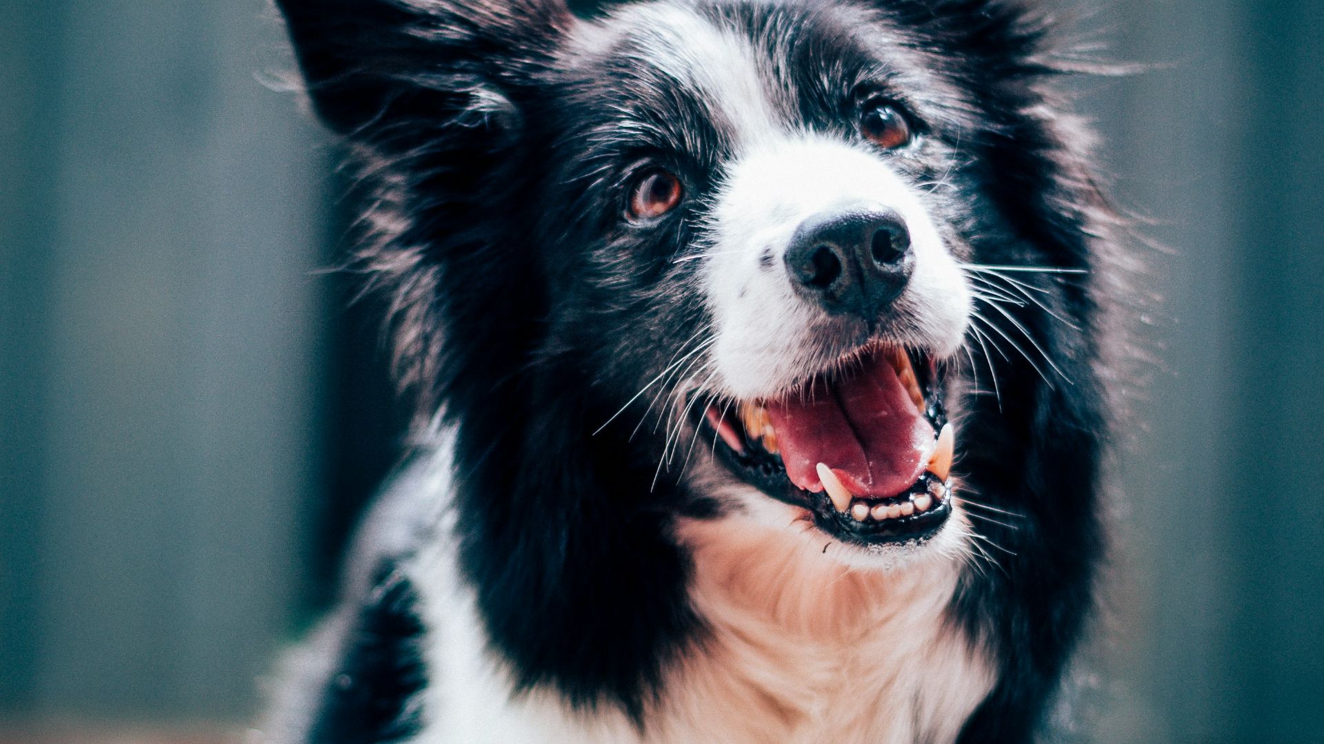long-coated black and white dog during daytime