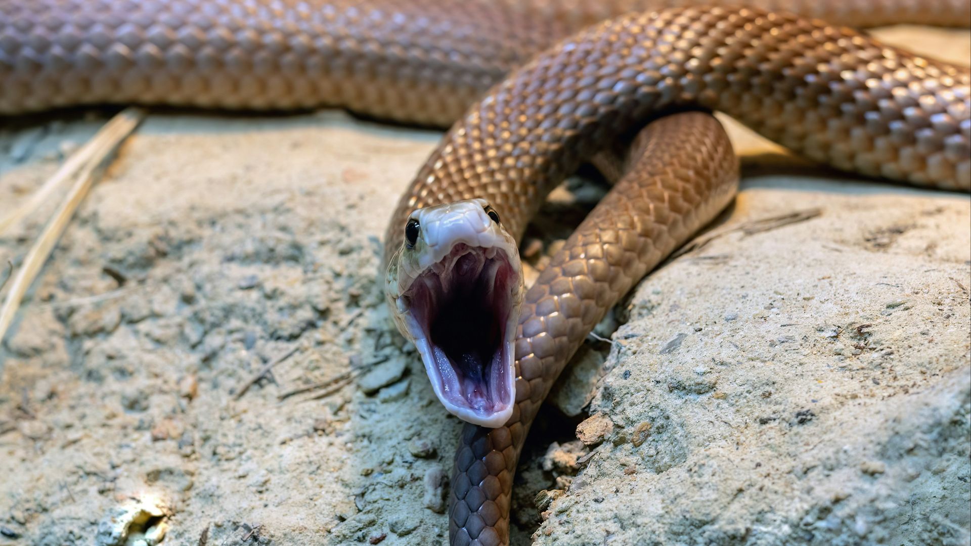A brown snake with its mouth open on a rock