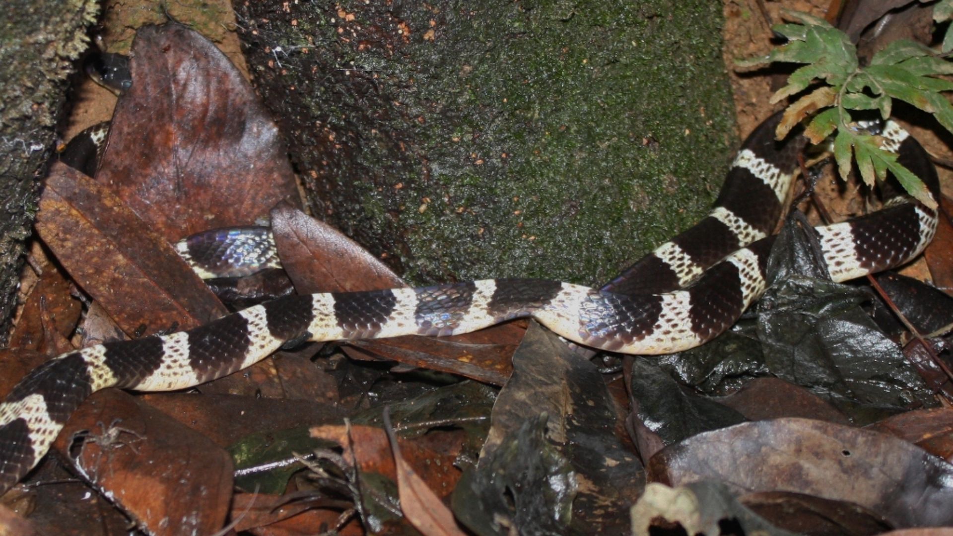 File:Many-banded Krait (Bungarus multicinctus) 銀環蛇 (5827854408).jpg