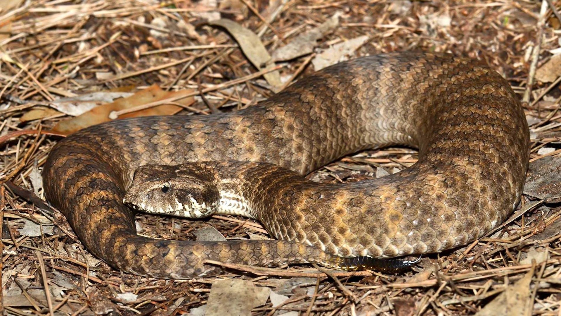 File:A female death adder in Smoky Bay, South Australia.jpg
