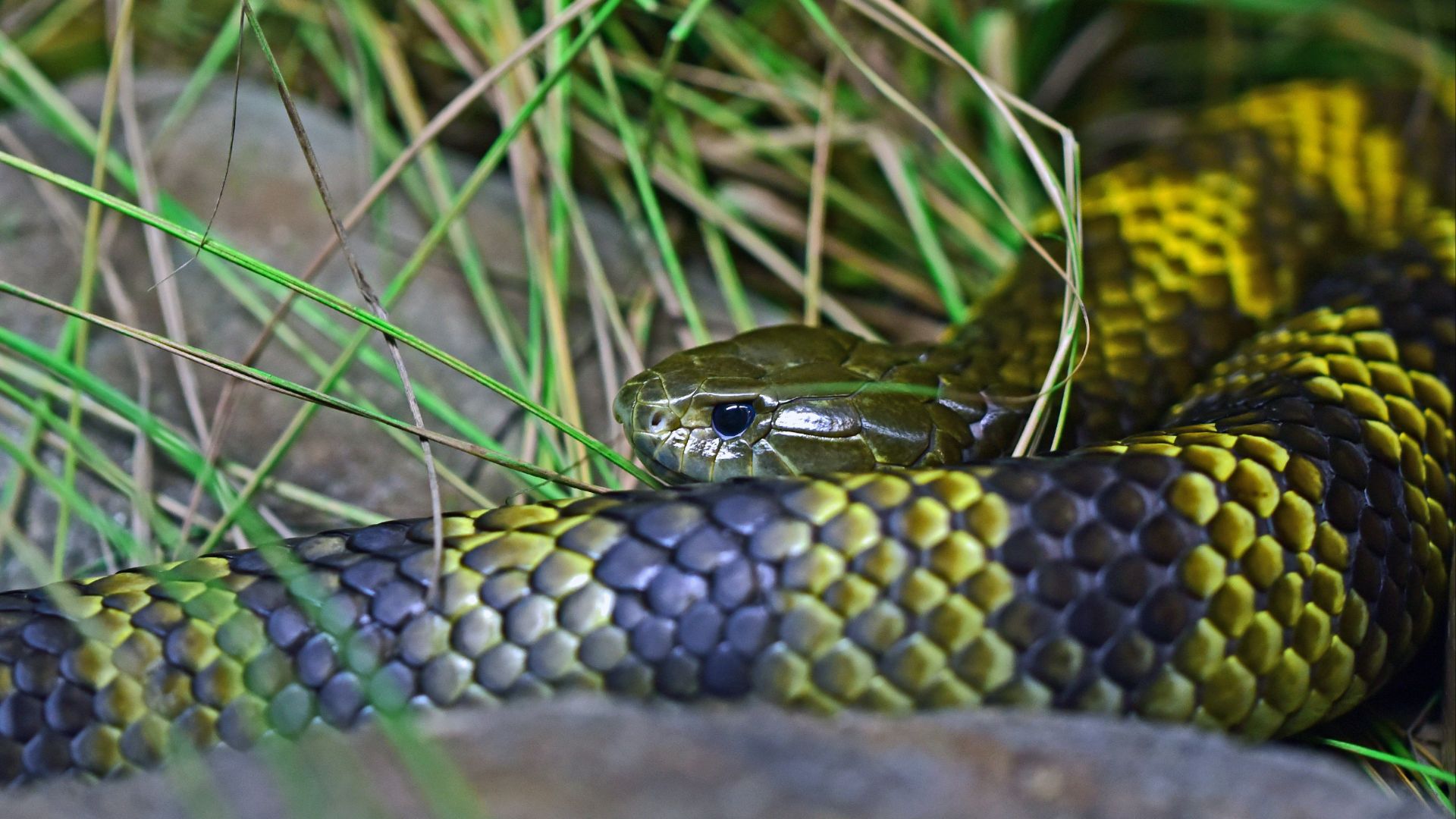shallow focus photography of black and yellow snake