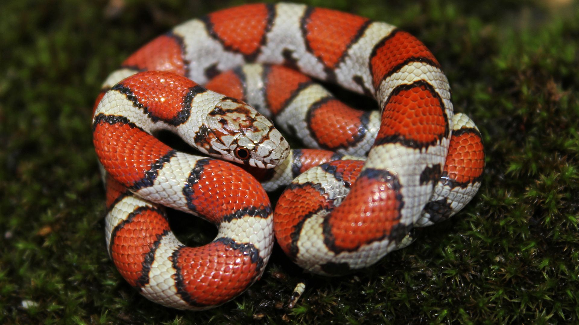 File:Red Milk Snake (Lampropeltis triangulum syspila) (14521230074).jpg