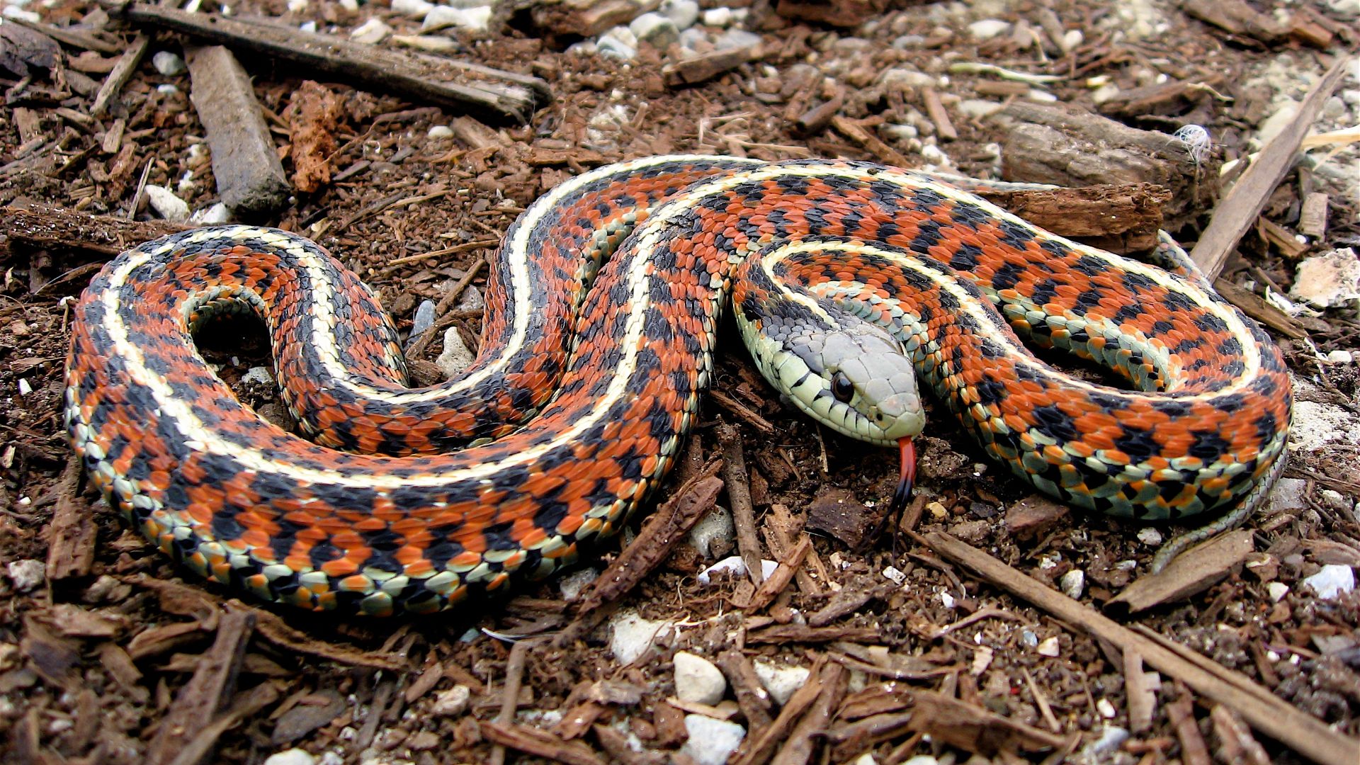 File:Coast Garter Snake.jpg