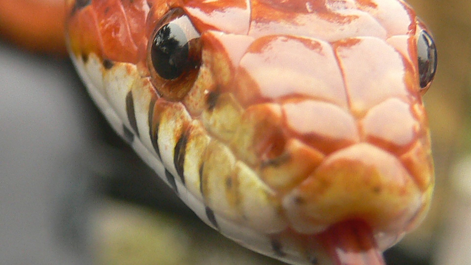 File:Pantherophis guttatus Head.jpg