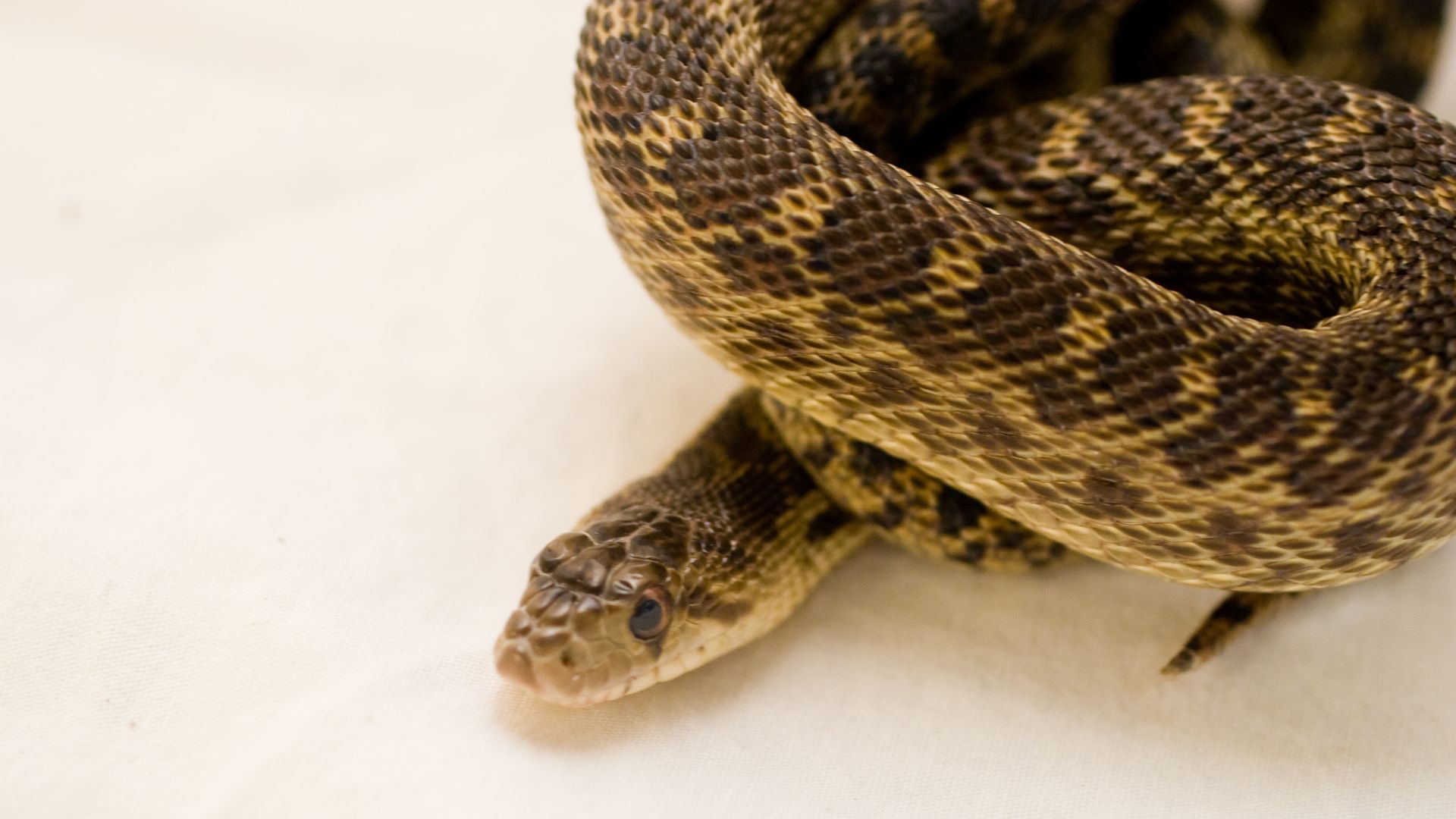 File:Gopher Snake Pituophis catenifer 08.jpg