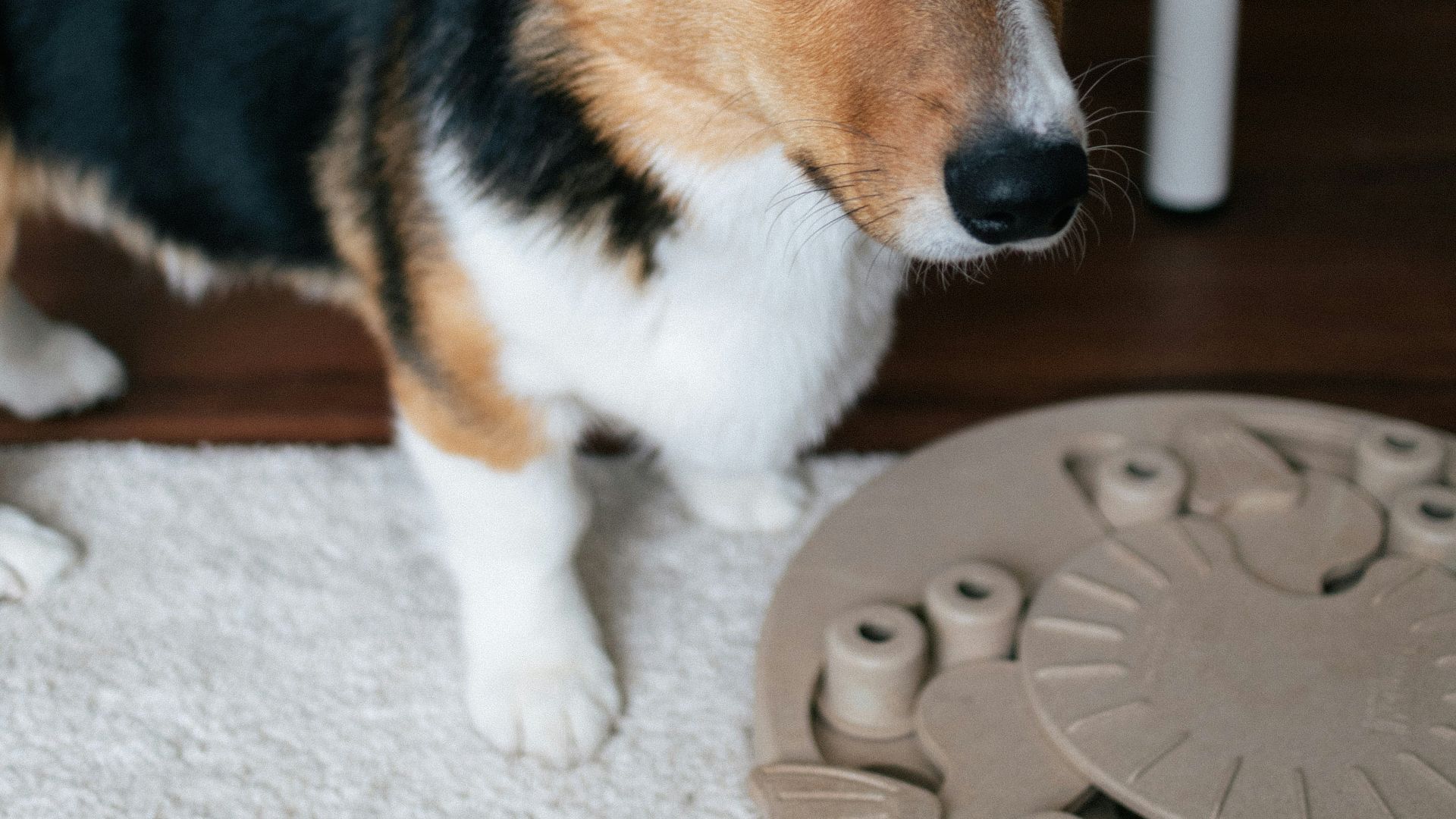 brown white and black corgi puppy