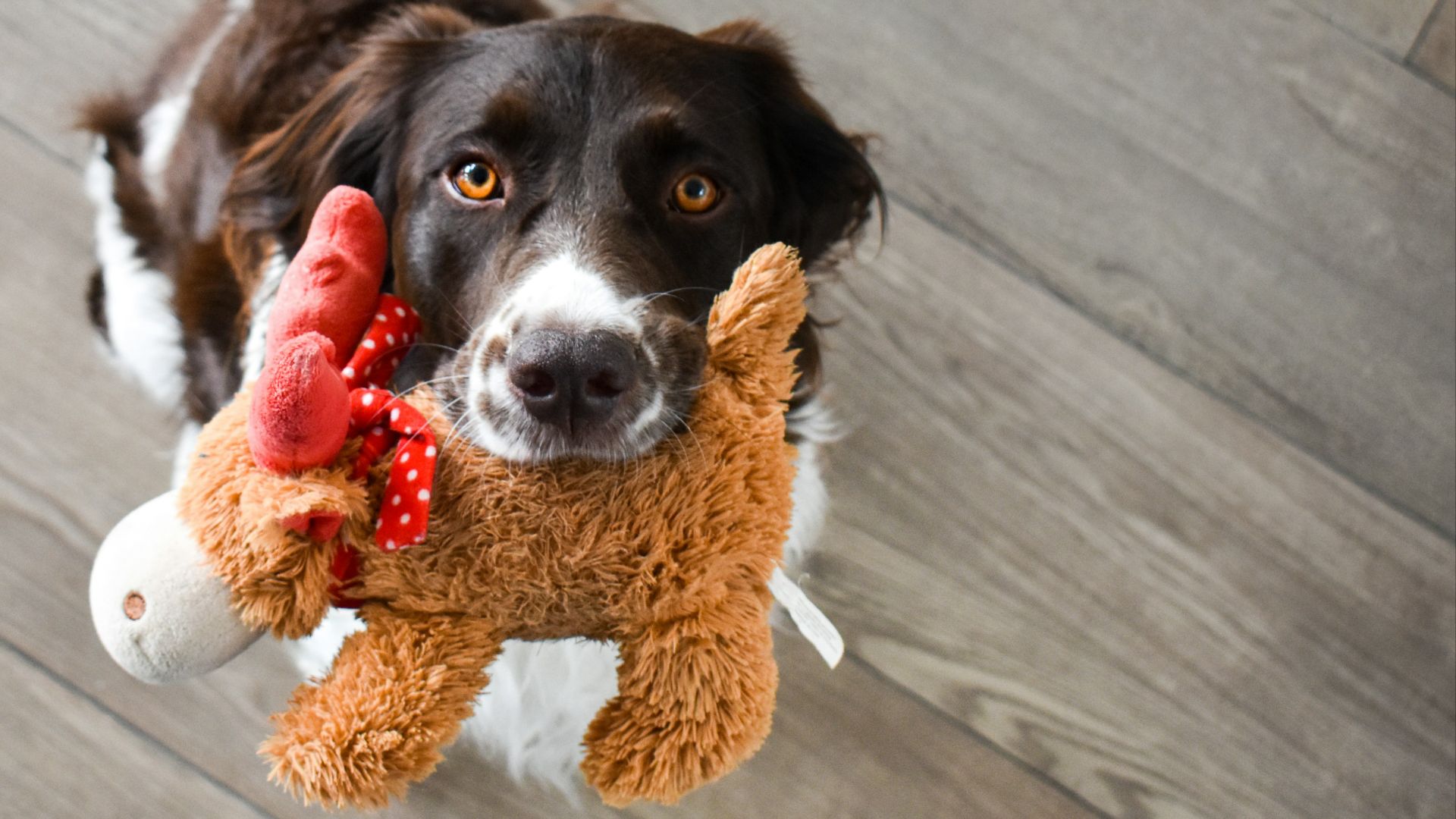 black and white short coated dog on brown bear plush toy