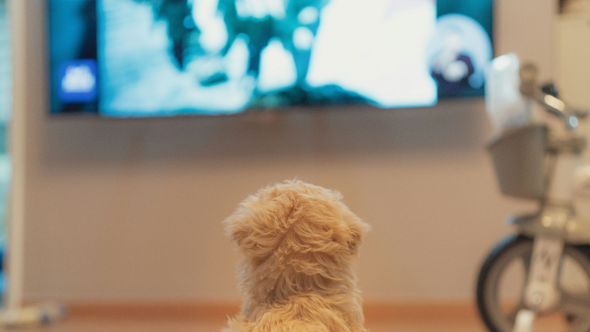 white long coated small dog on floor