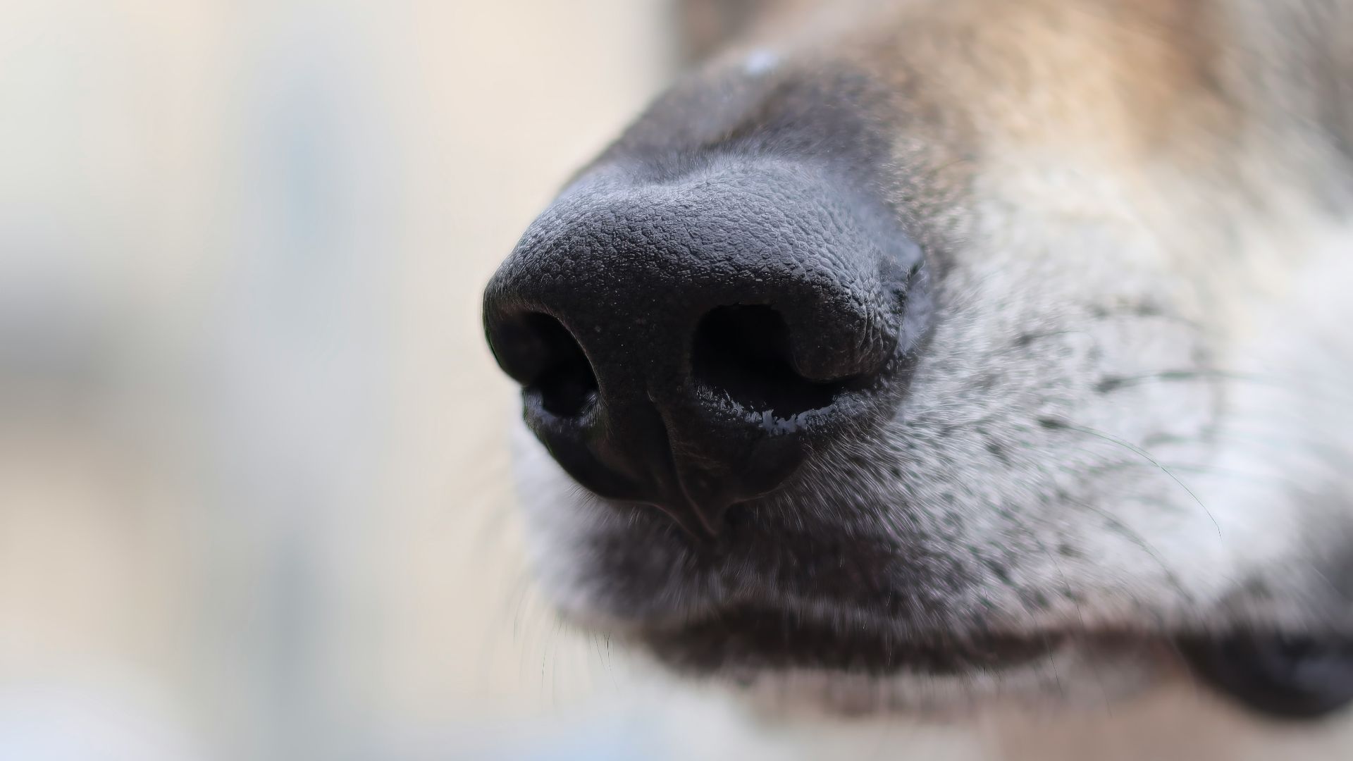 A close up of a dog's nose with a blurry background