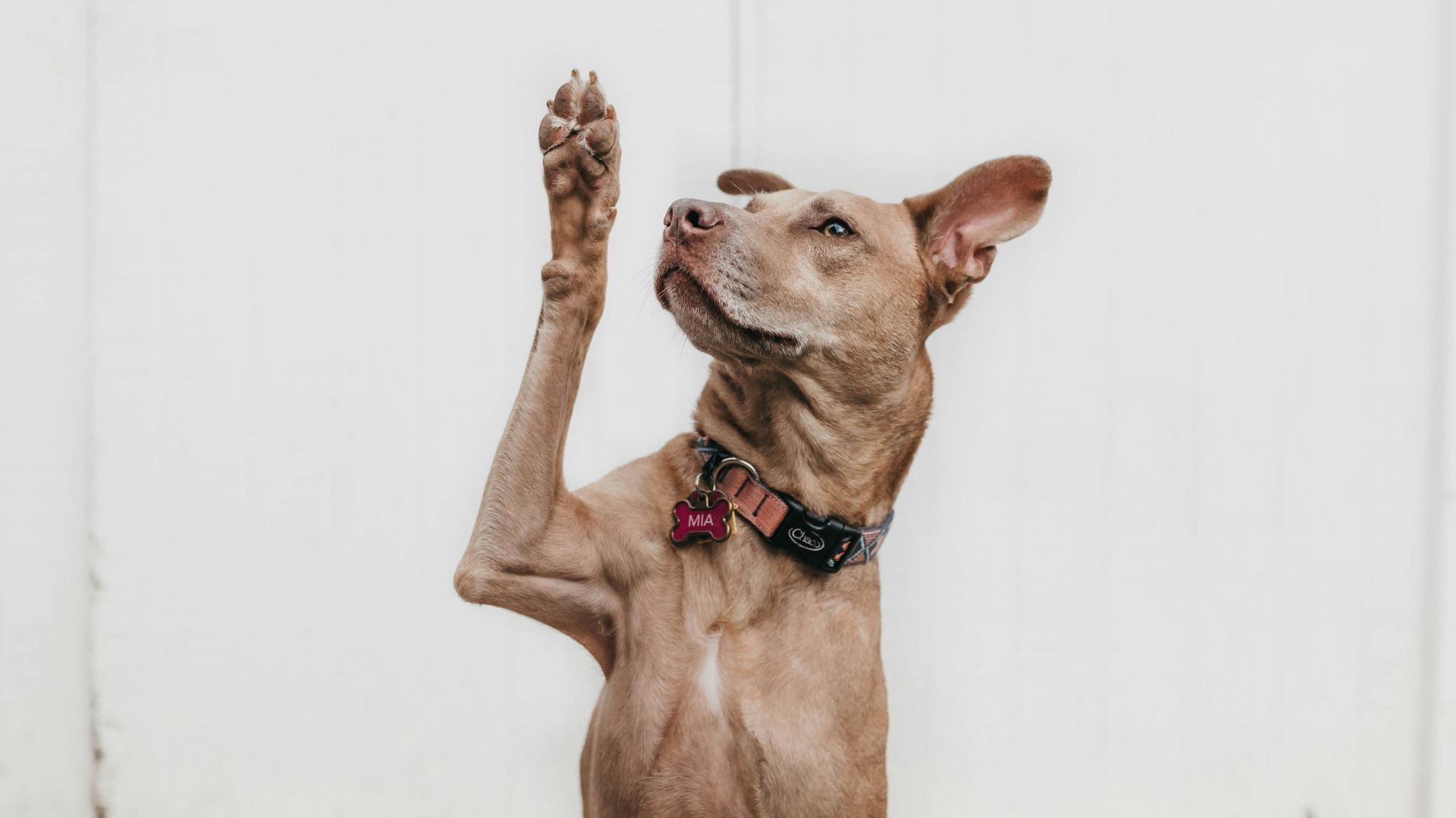 short-coated brown dog
