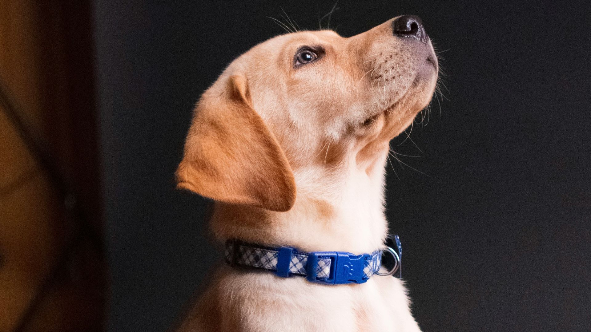 yellow labrador retriever puppy sitting on floor