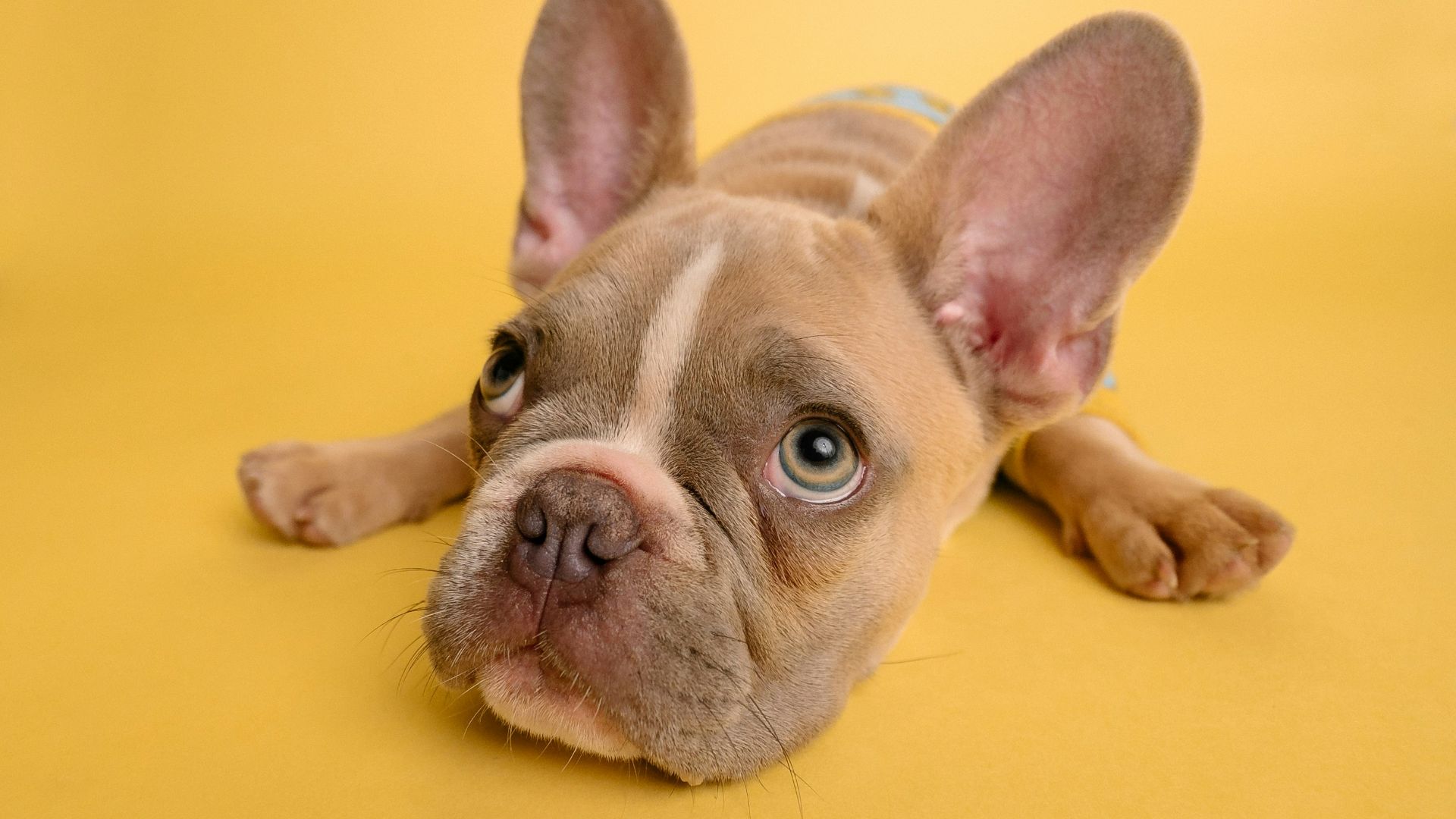 brown french bulldog puppy lying on yellow textile