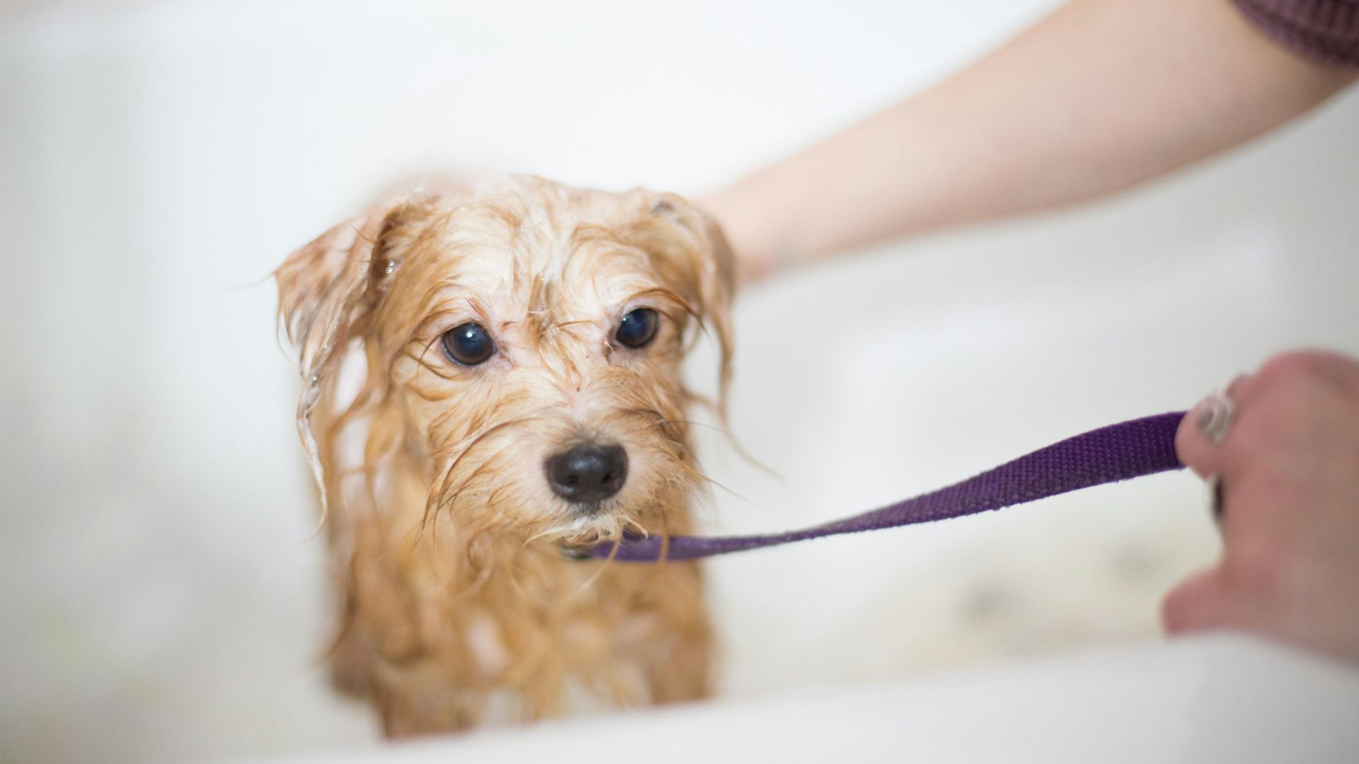 brown long coated small dog