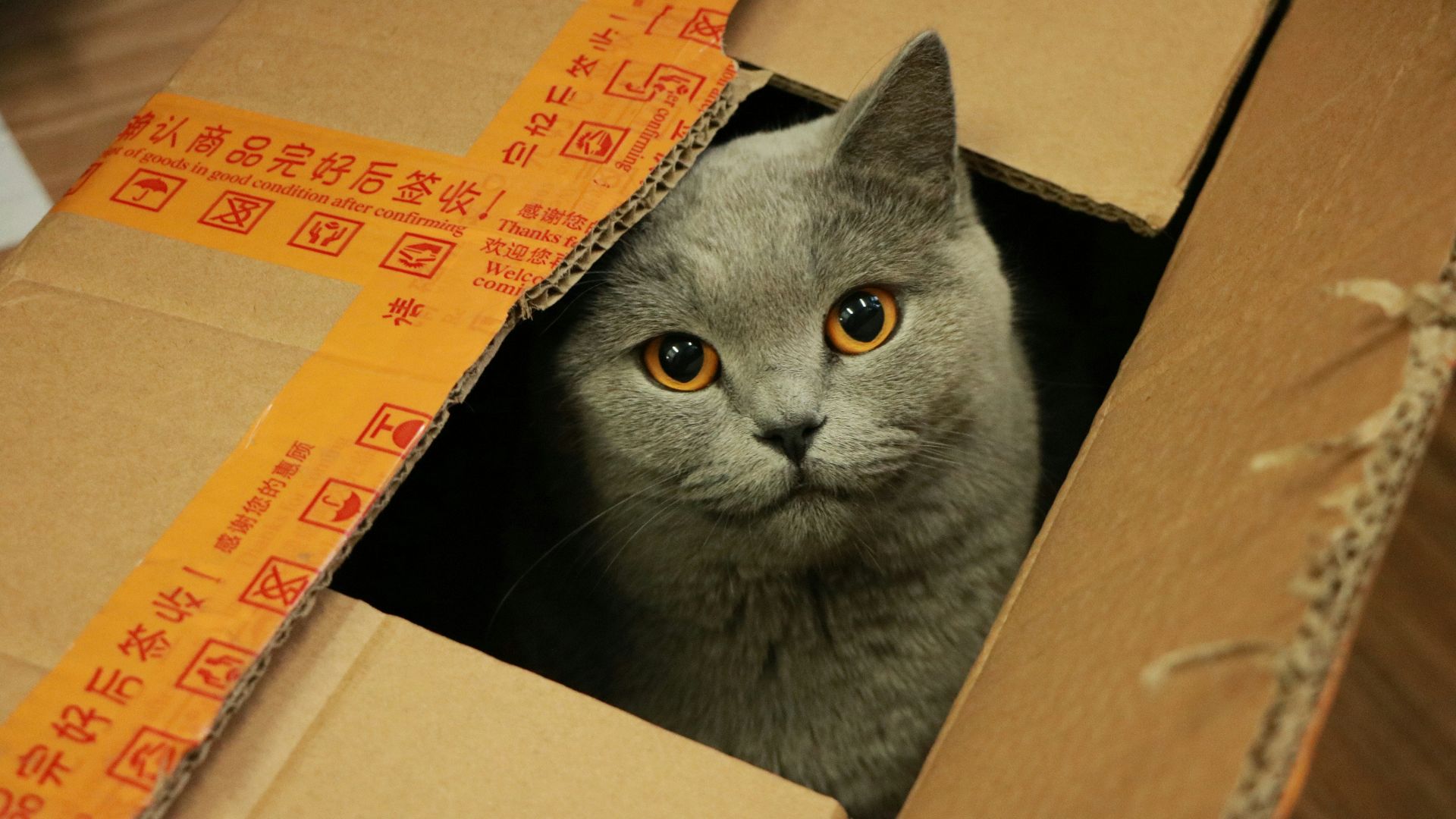 russian blue cat in brown cardboard box