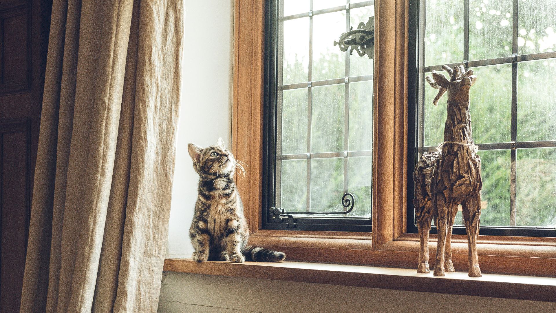 gray tabby cat near window