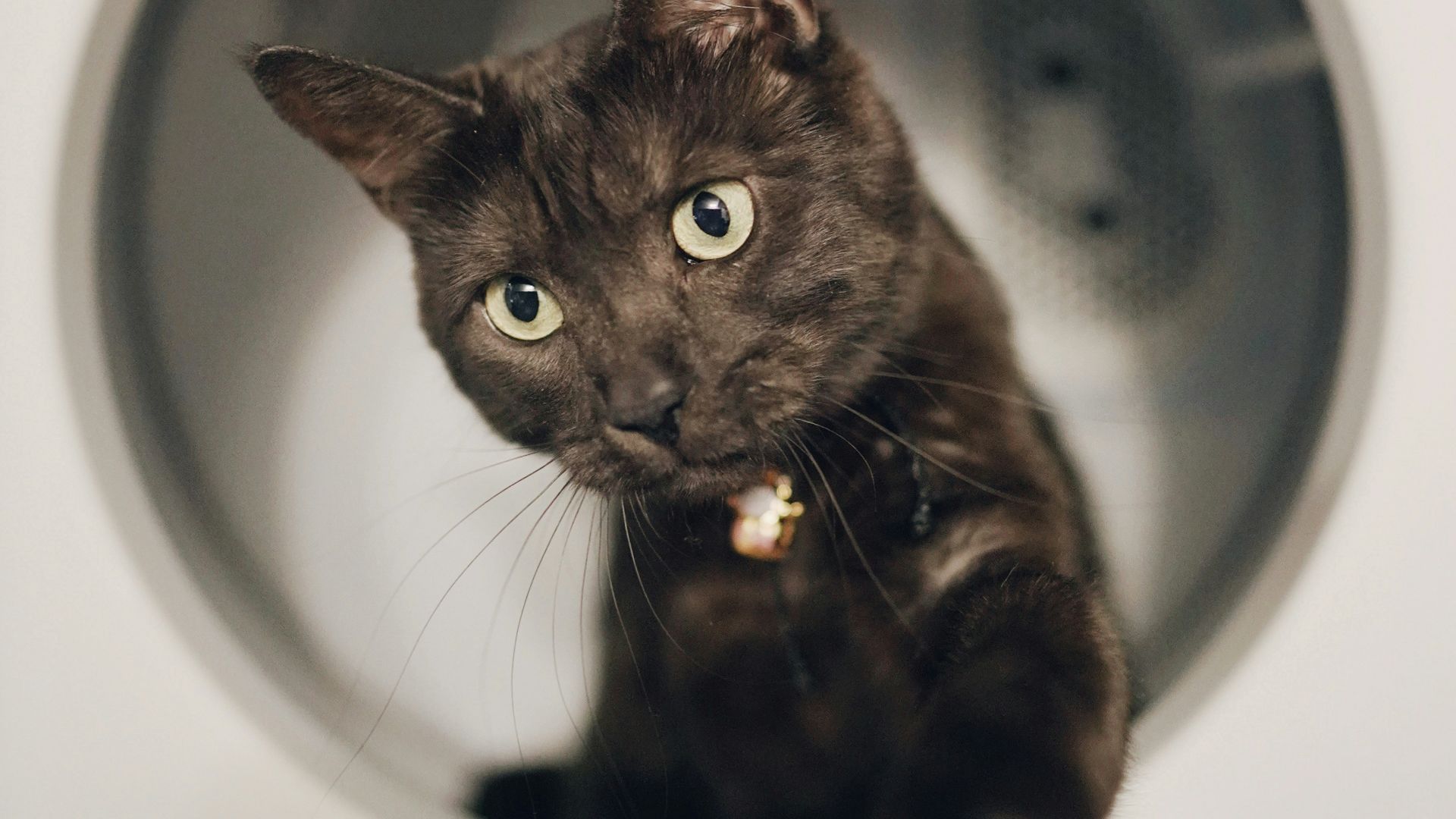 black cat in front of white front load washing machine